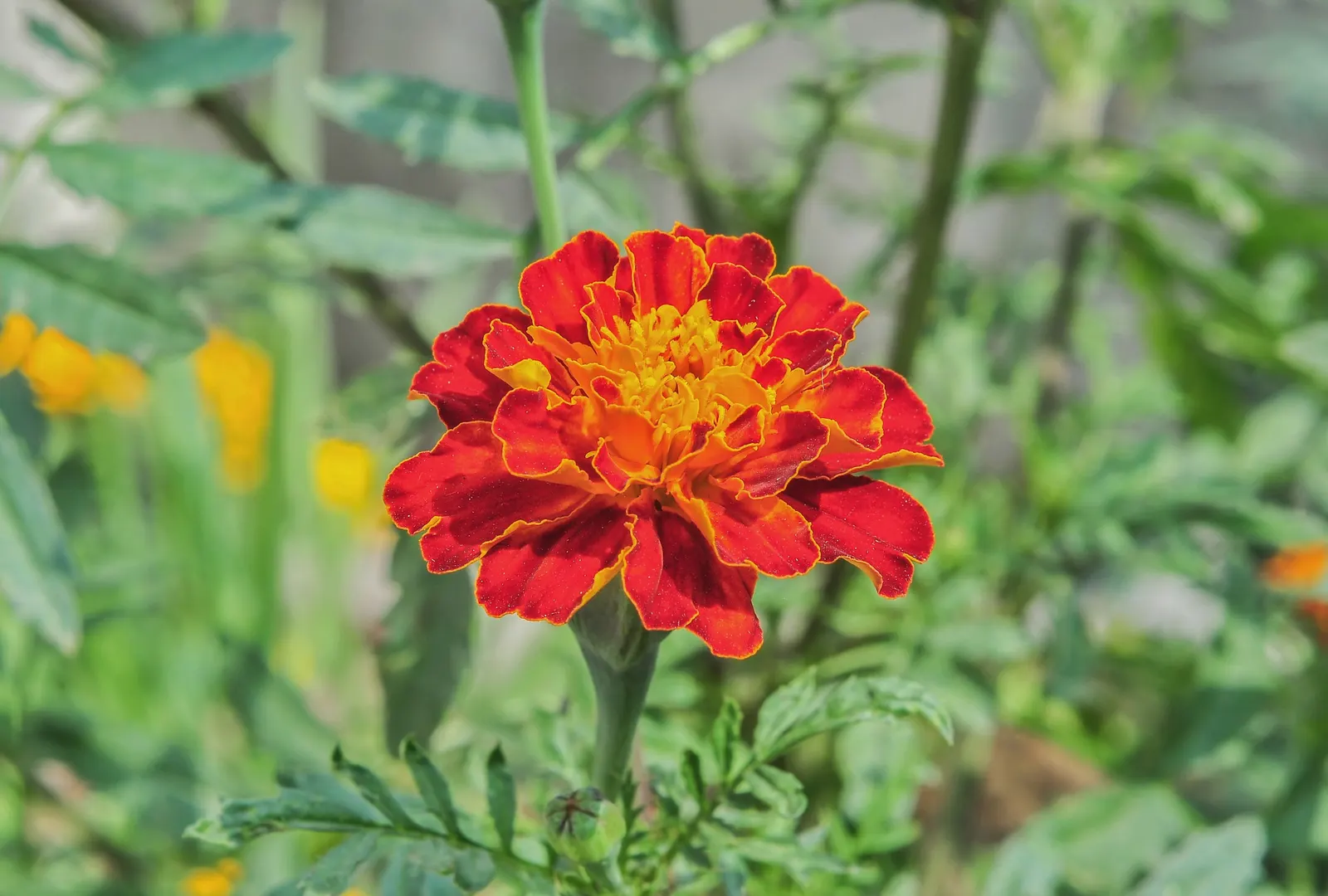 French Marigold (Tagetes Patula) — annual with orange blooms; french Marigolds are known for their ability to deter certain pests and nematodes in, image 95
