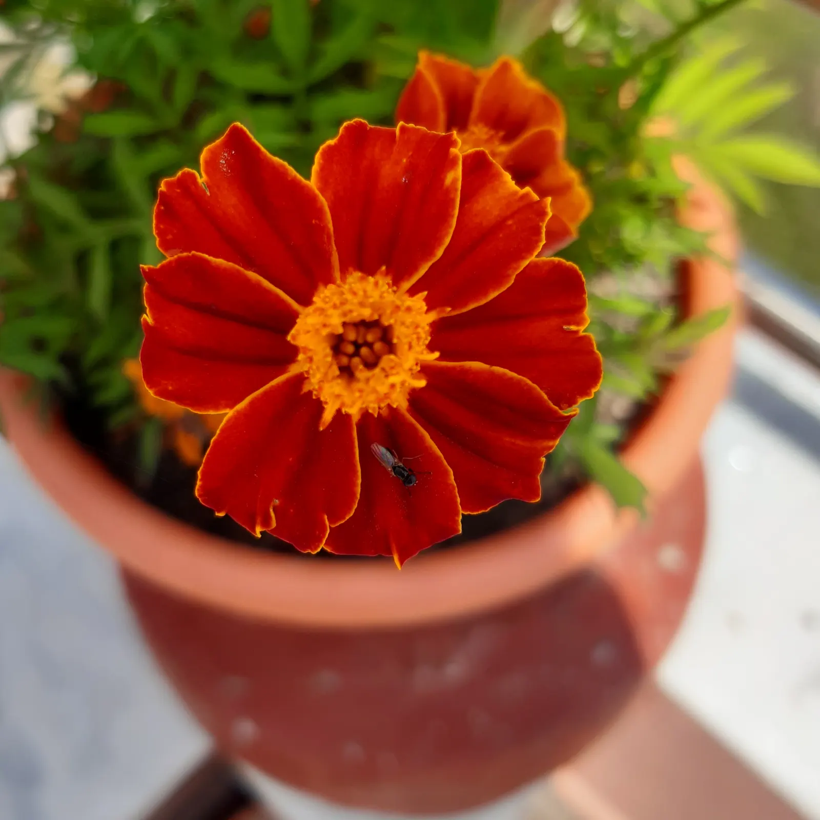 French Marigold (Tagetes Patula) — often displaying multiple colors in a single blossom; making them a low-maintenance option for a variety of landscape
