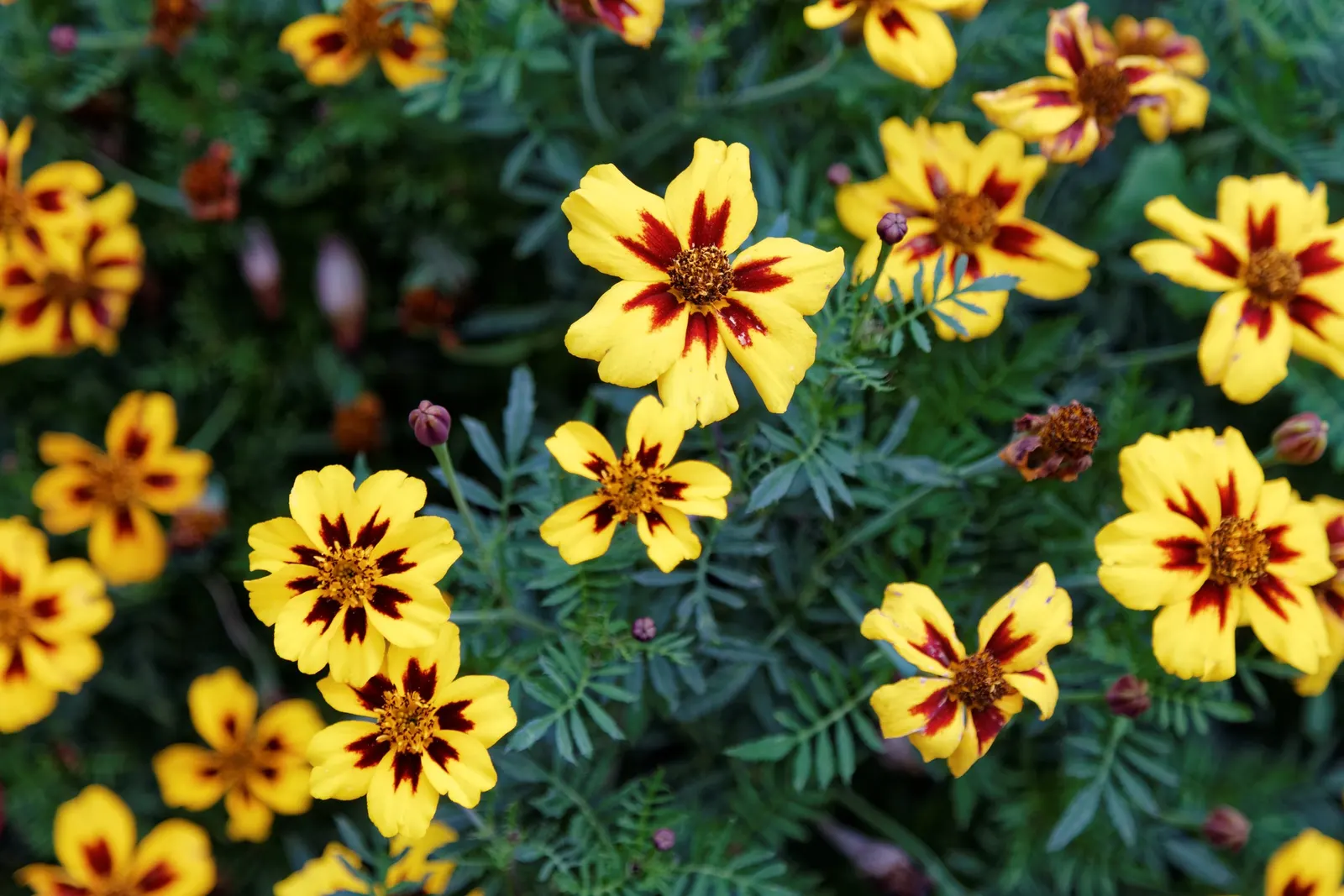 French Marigold (Tagetes Patula) — these marigolds are relatively drought-tolerant once established; it features distinctive bi-colored petals in shades of