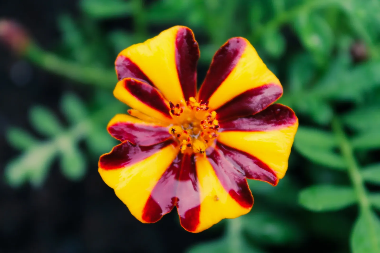 French Marigold (Tagetes Patula) — ensuring their garden remains a riot of color from spring through fall; annual for full or half, image 93