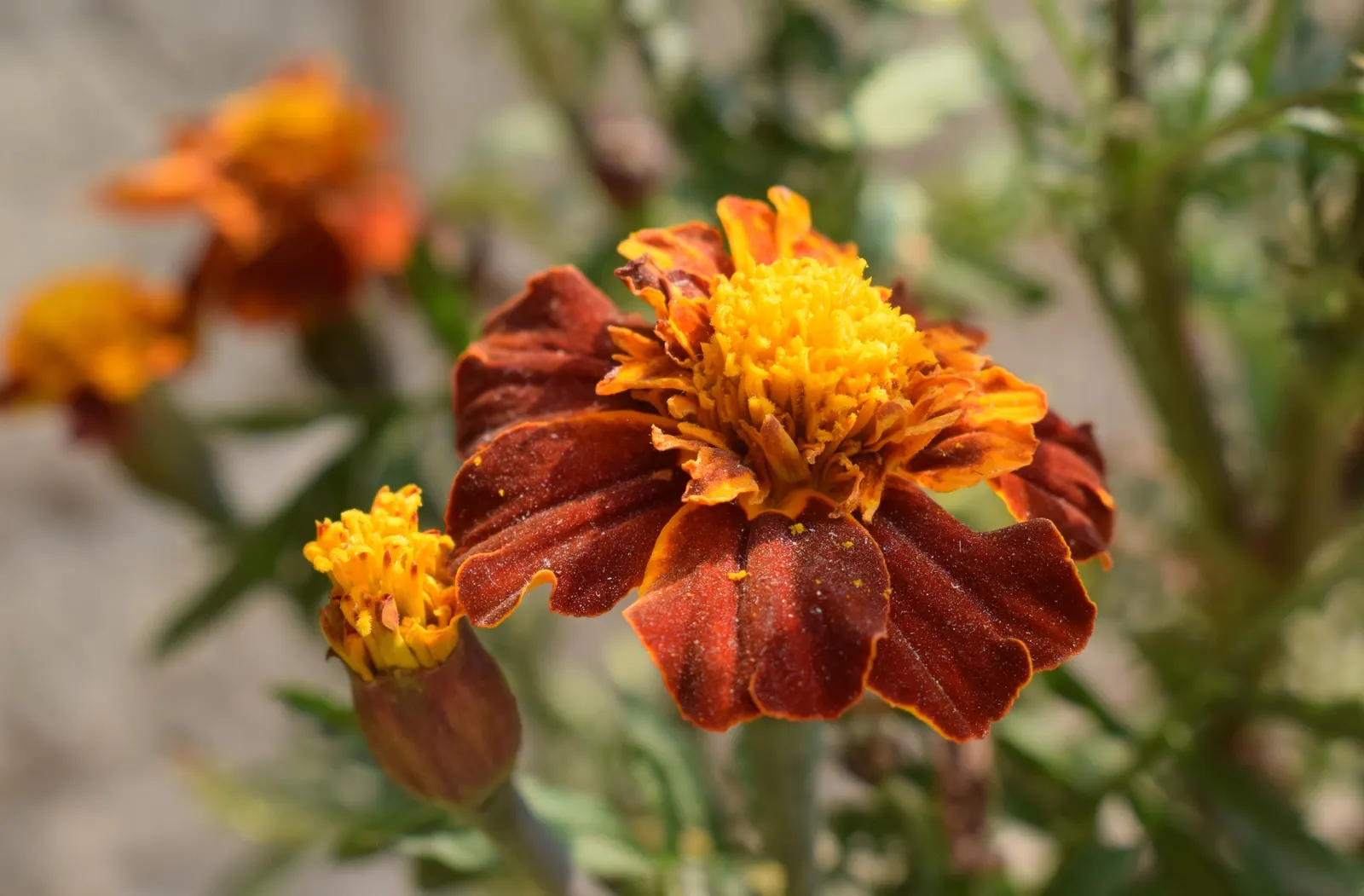 French Marigold (Tagetes Patula) — French Marigold (Tagetes patula) is a vibrant annual prized for its profuse flowering and easy care; hardy in most soils, it