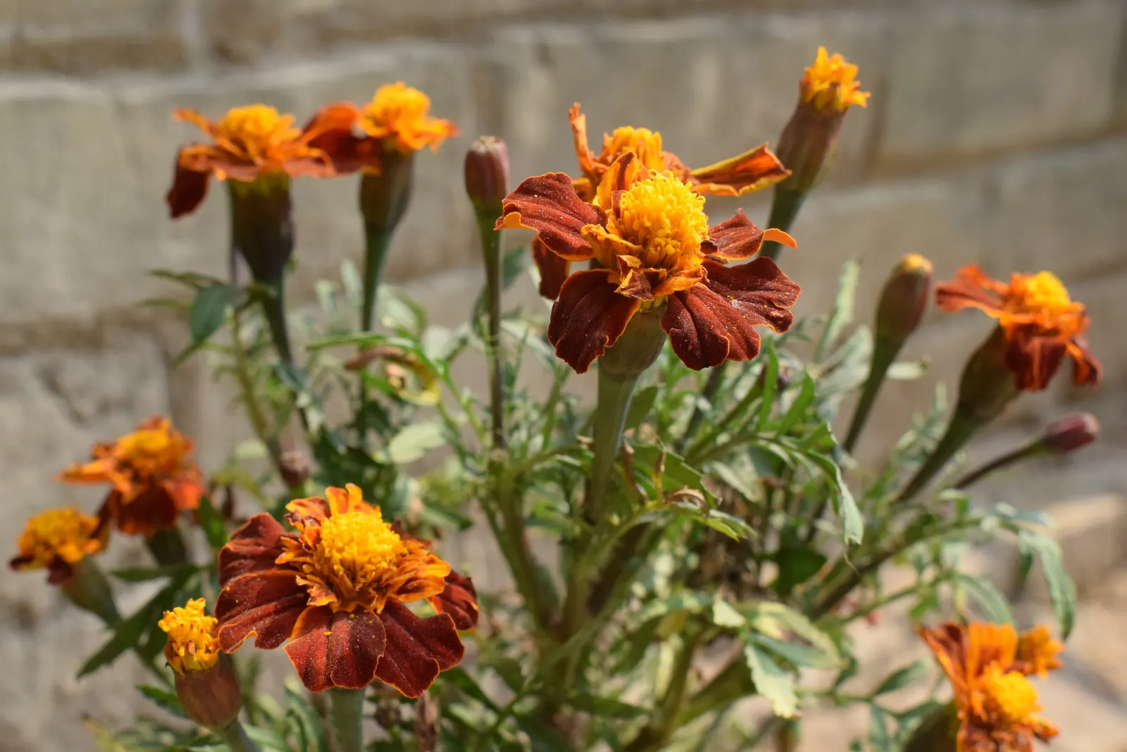 French Marigold (Tagetes Patula) — or as a vibrant edging plant