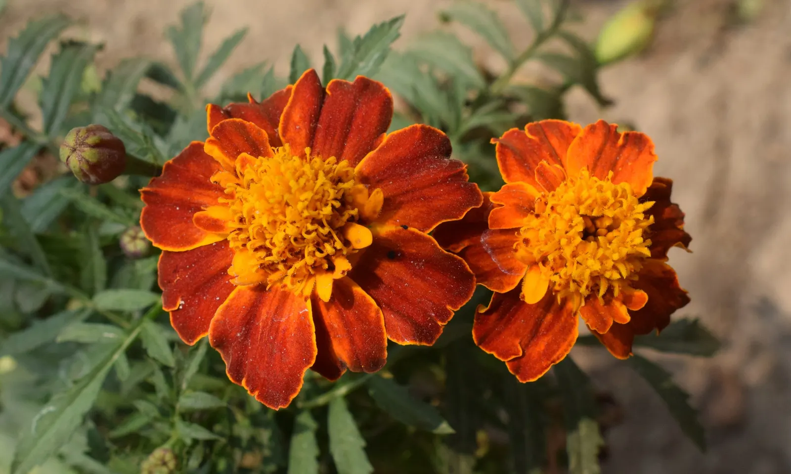 French Marigold (Tagetes Patula) — Growing to a height of 6 to 18 inches with an approximately equal spread; orange flowers in the garden, image 79