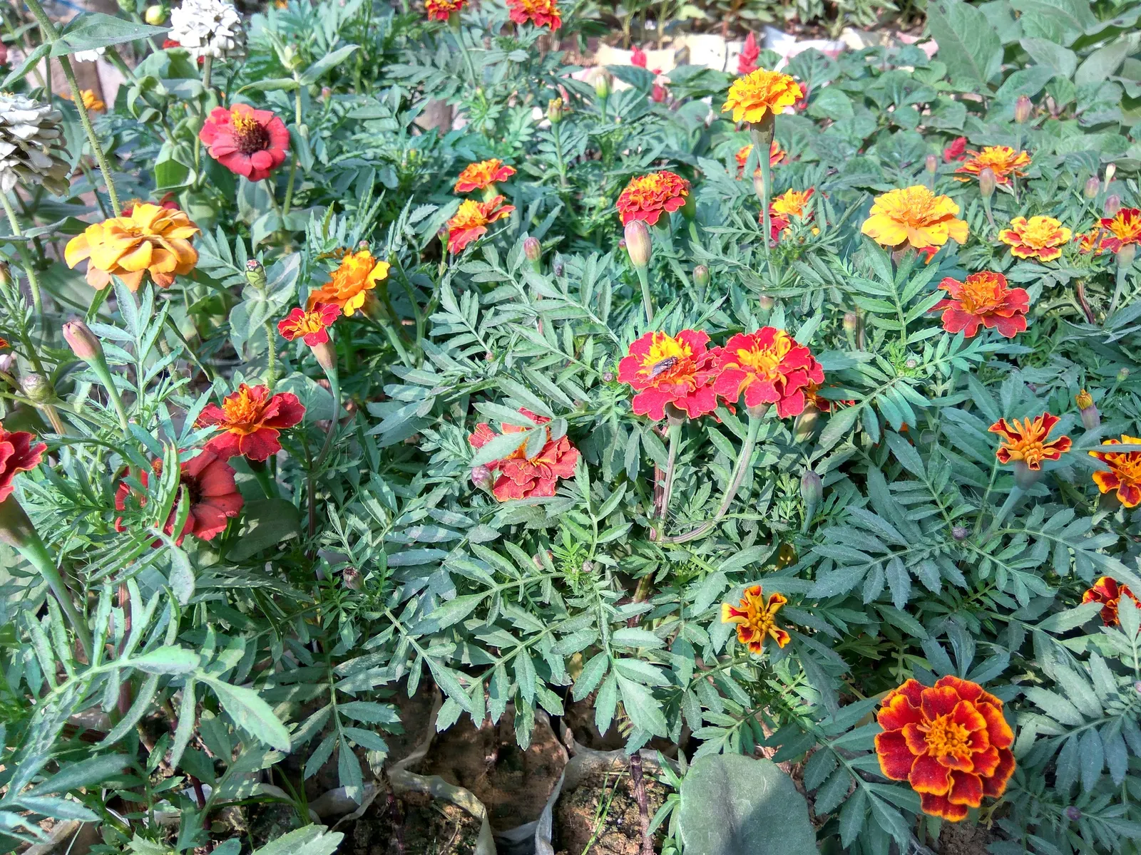 French Marigold (Tagetes Patula) — Hardy in most soils, it thrives in full sun, with adequate moisture