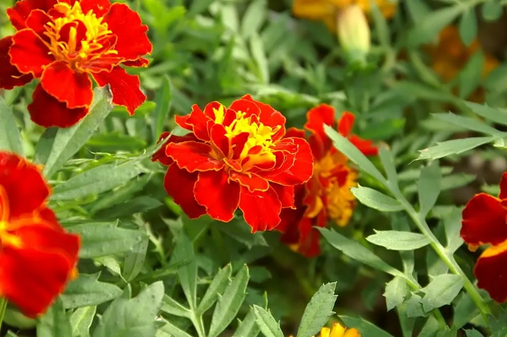 French Marigold (Tagetes Patula) — pinnate leaves measuring up to 3 inches long