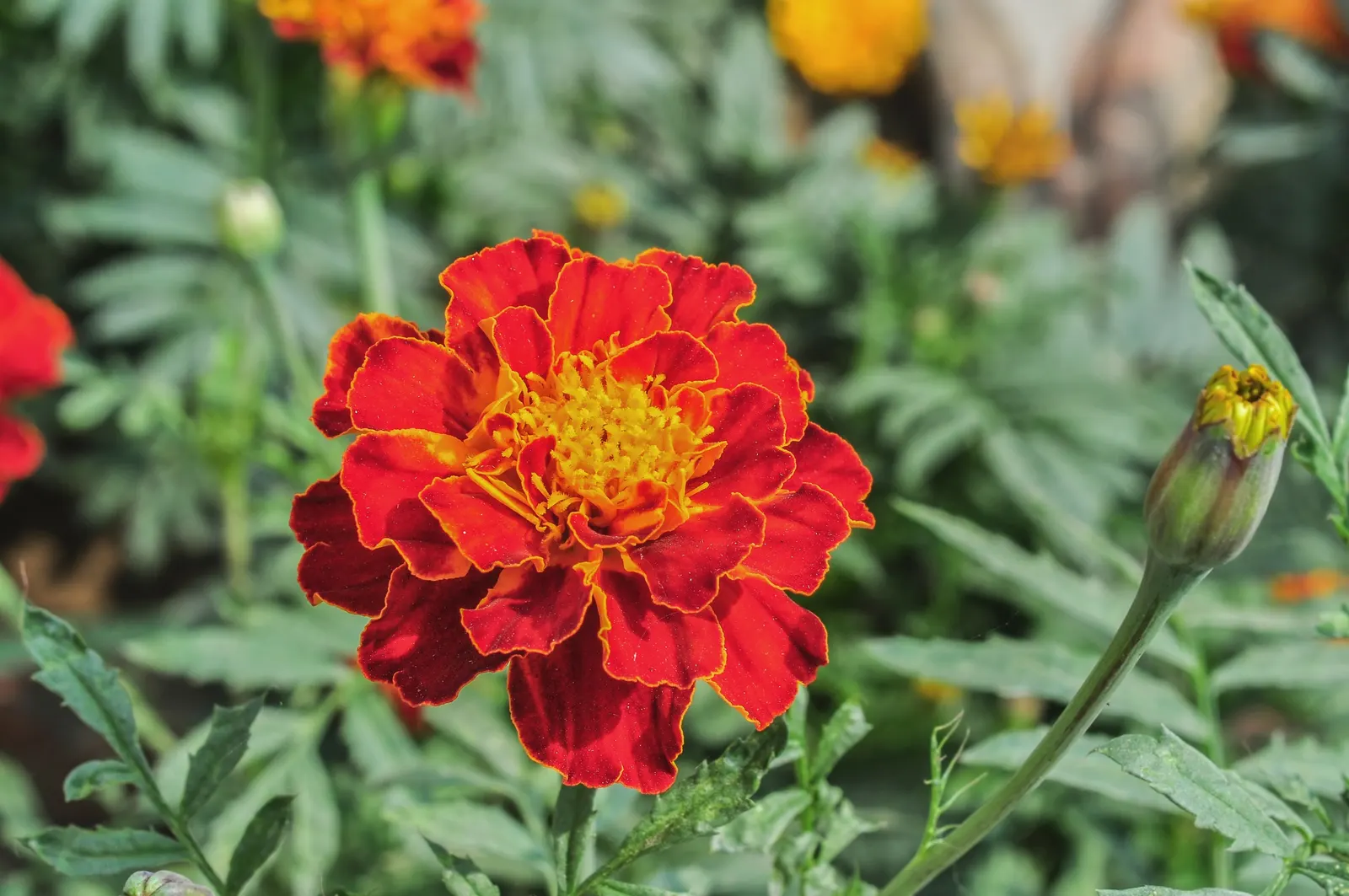 French Marigold (Tagetes Patula) — scientifically known as Tagetes patula; making them an excellent companion plant for vegetables and other, image 102