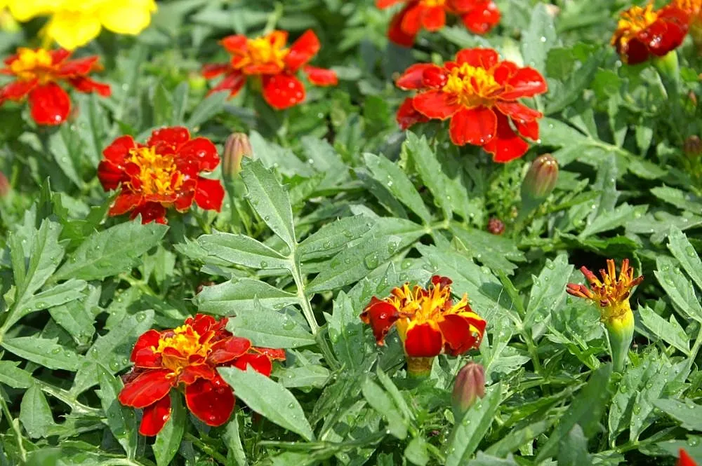 French Marigold (Tagetes Patula) — scientifically known as Tagetes patula; making them an excellent companion plant for vegetables and other, image 78