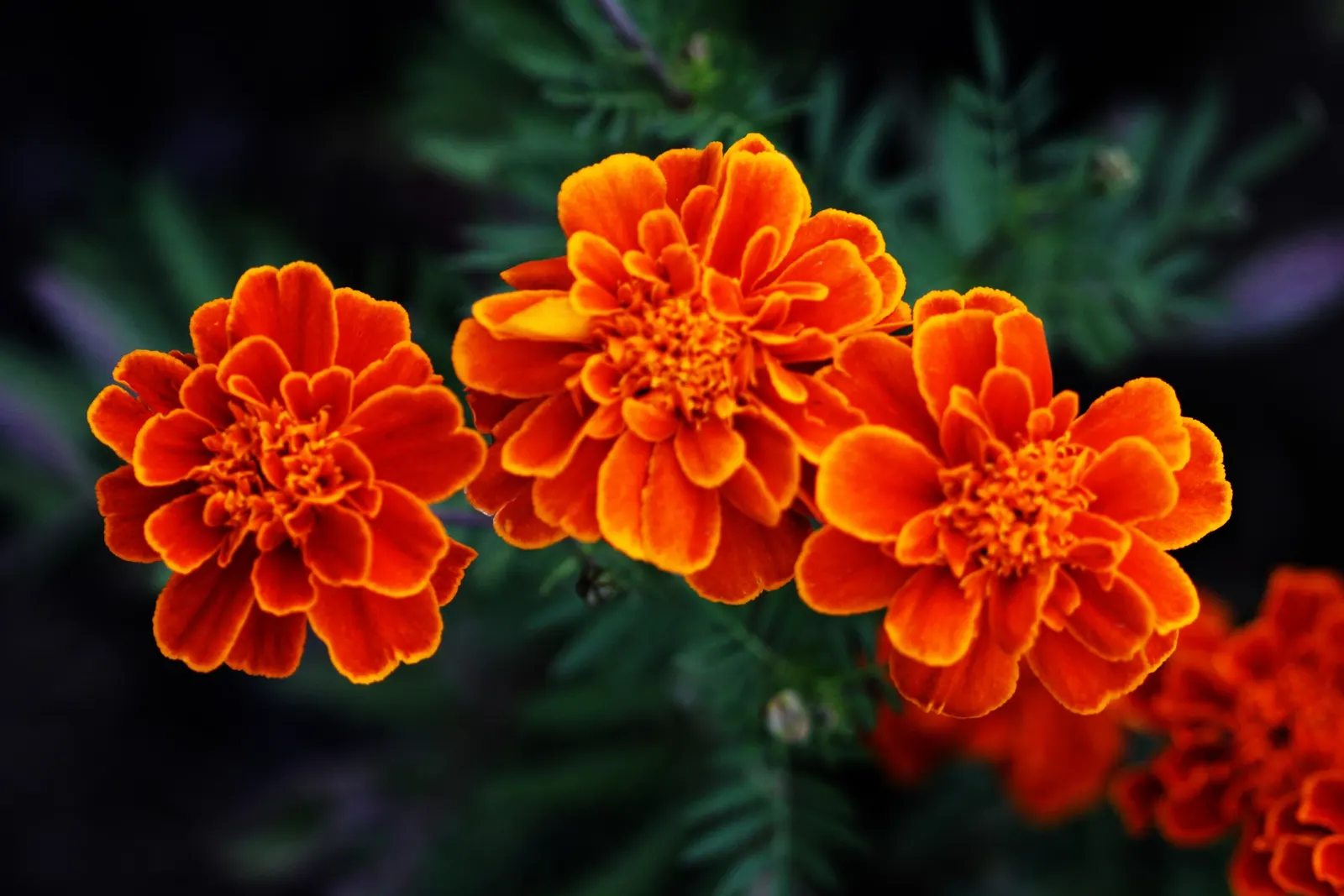 French Marigold (Tagetes Patula) — Ideal for borders and container displays, it also repels garden pests, benefiting nearby plants; this compact, image 53