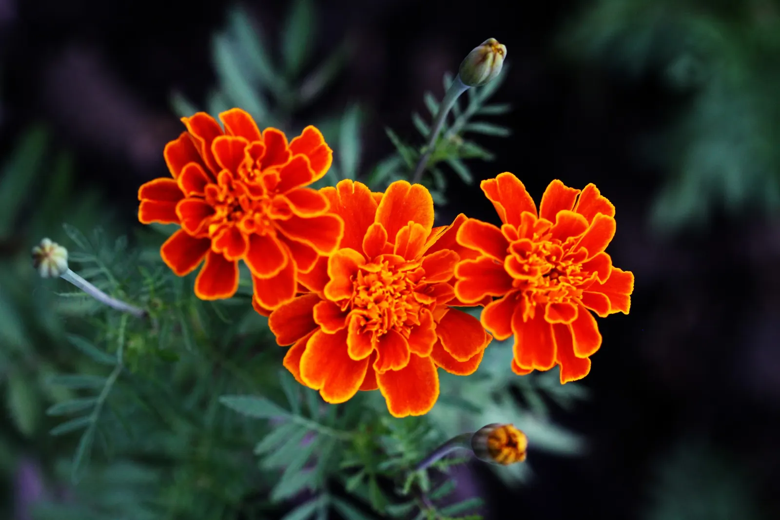 French Marigold (Tagetes Patula) — often displaying multiple colors in a single blossom; making them a low-maintenance option for a variety of, image 58