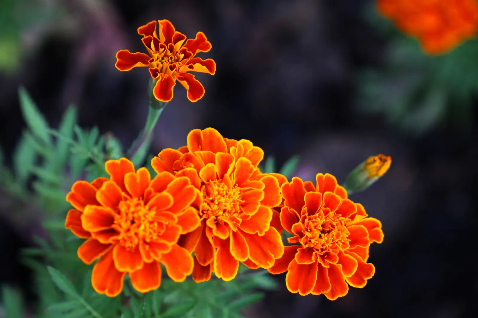 French Marigold (Tagetes Patula) — these marigolds are relatively drought-tolerant once established; it features distinctive bi-colored petals in, image 66