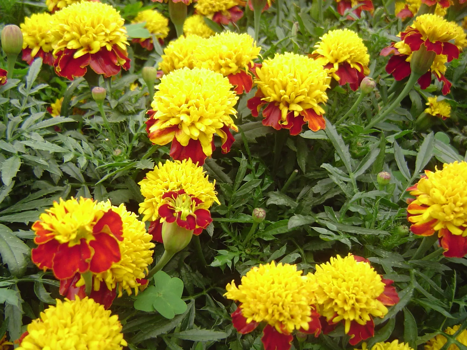 French Marigold (Tagetes Patula) — orange flowers in the garden