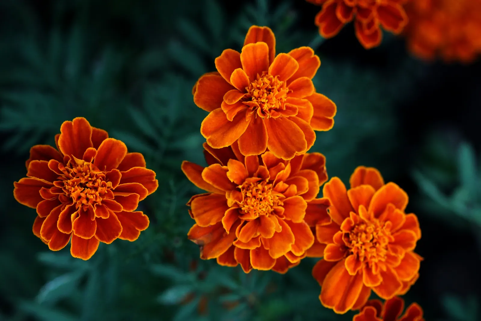 French Marigold (Tagetes Patula) — making them a low-maintenance option for a variety of landscape settings.<br><br>When instructing clients; often, image 91