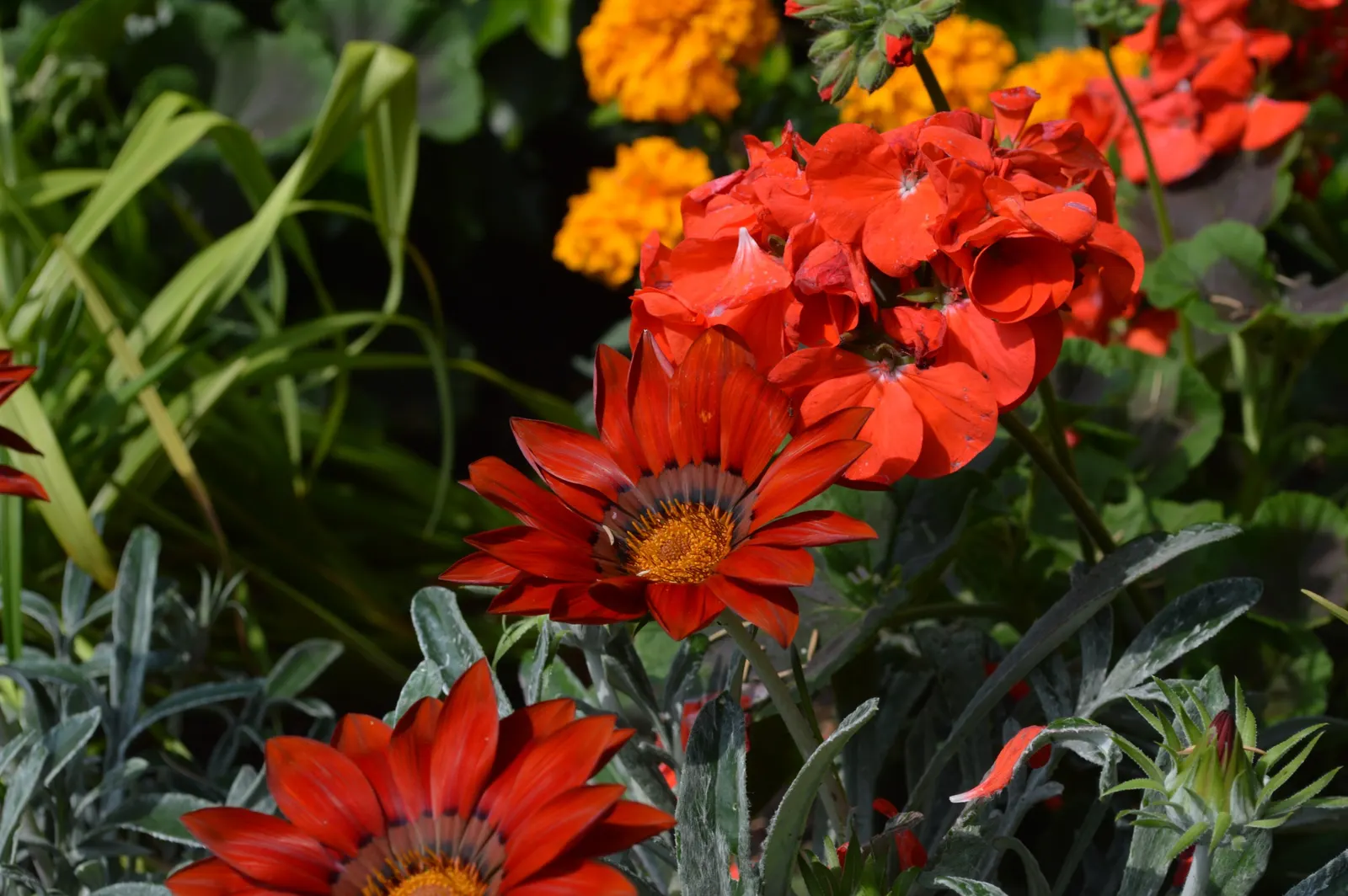 French Marigold (Tagetes Patula) — scientifically known as Tagetes patula; making them an excellent companion plant for vegetables and other ornamentals