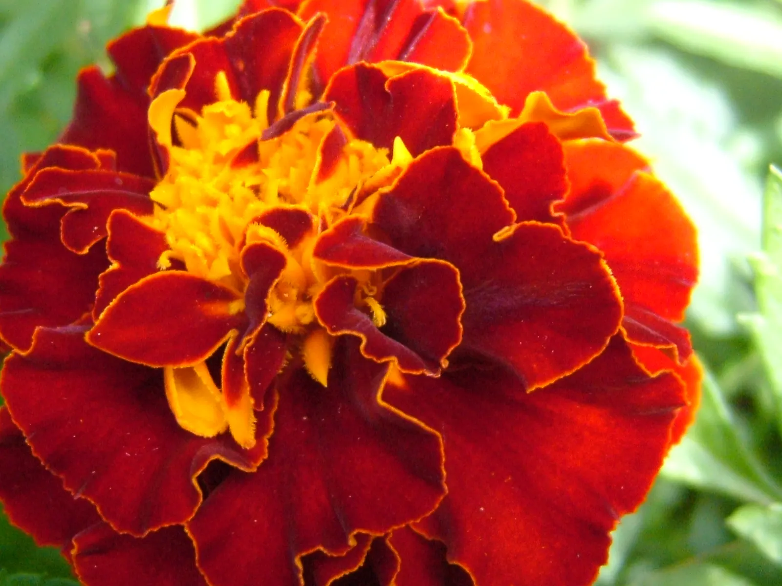 French Marigold (Tagetes Patula) — scientifically known as Tagetes patula