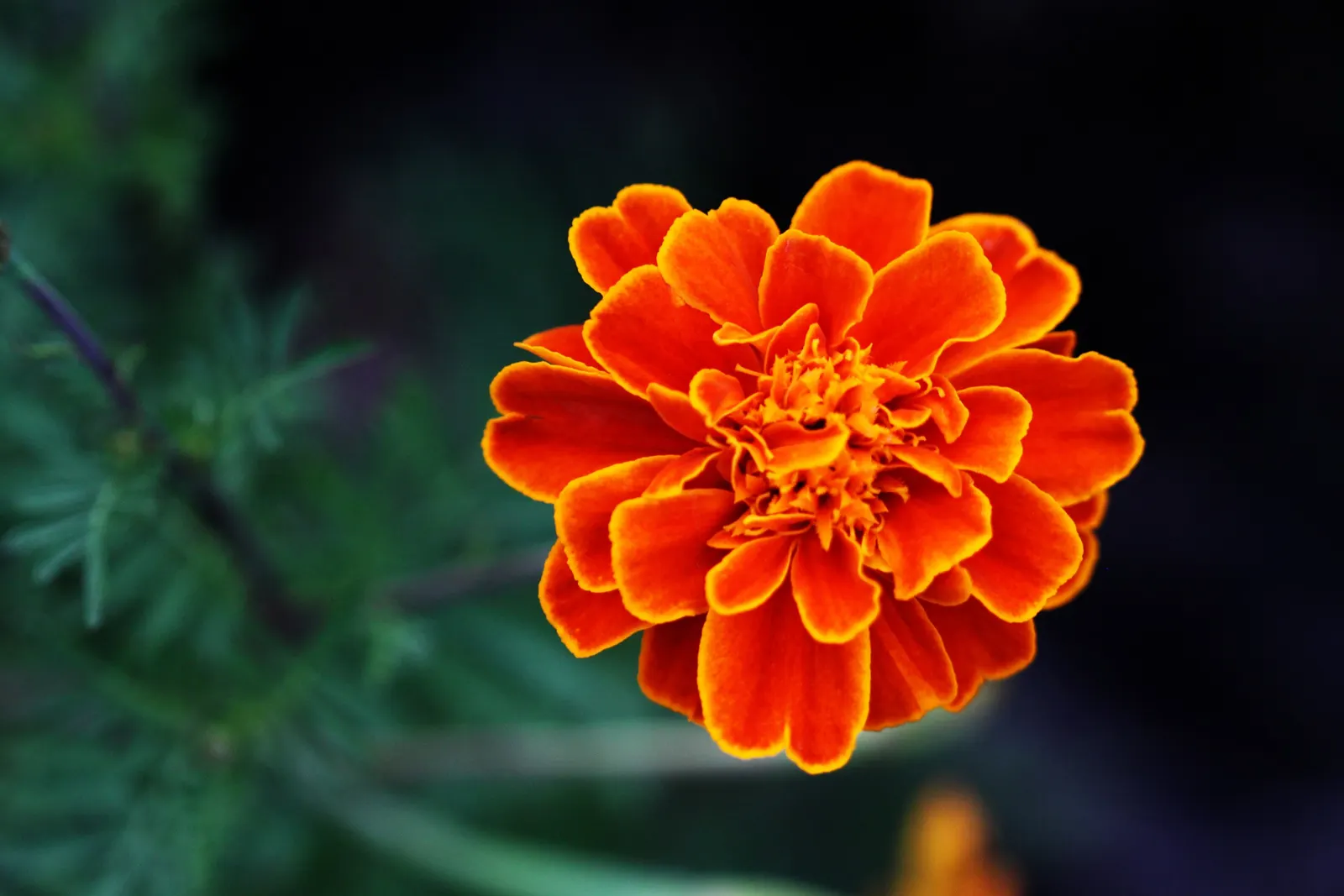 French Marigold (Tagetes Patula) — Growing to a height of 6 to 18 inches with an approximately equal spread; orange flowers in the garden, image 103