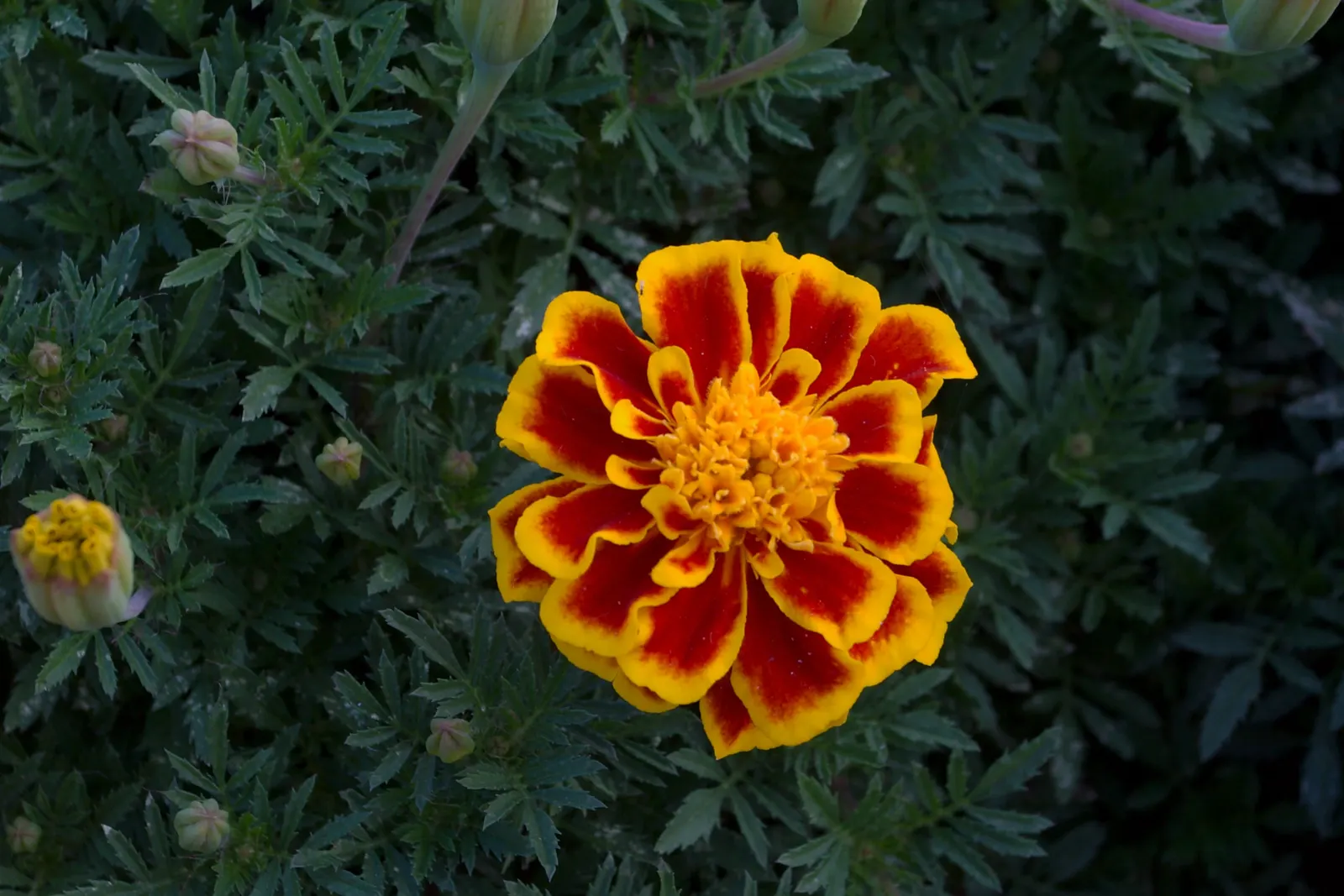 French Marigold (Tagetes Patula) — Ideal for borders and container displays, it also repels garden pests, benefiting nearby plants