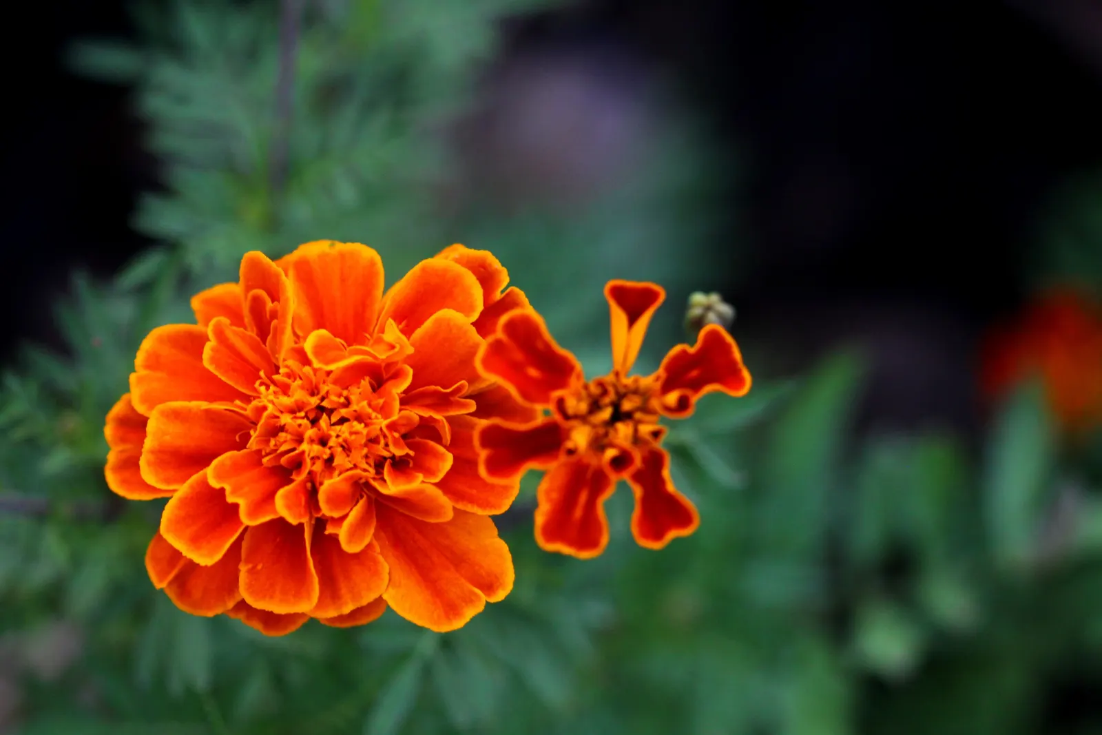 French Marigold (Tagetes Patula) — orange flowers in the garden; growing to a height of 6 to 18 inches with an approximately equal spread, image 94