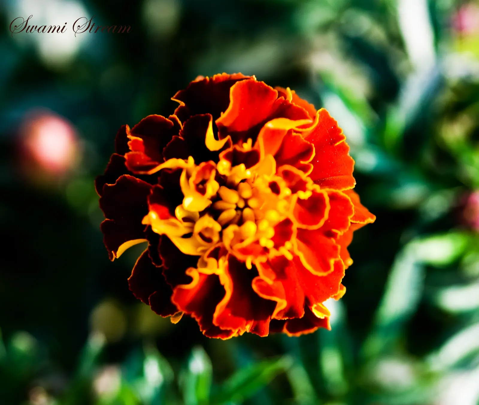 French Marigold (Tagetes Patula) — With moderate water needs