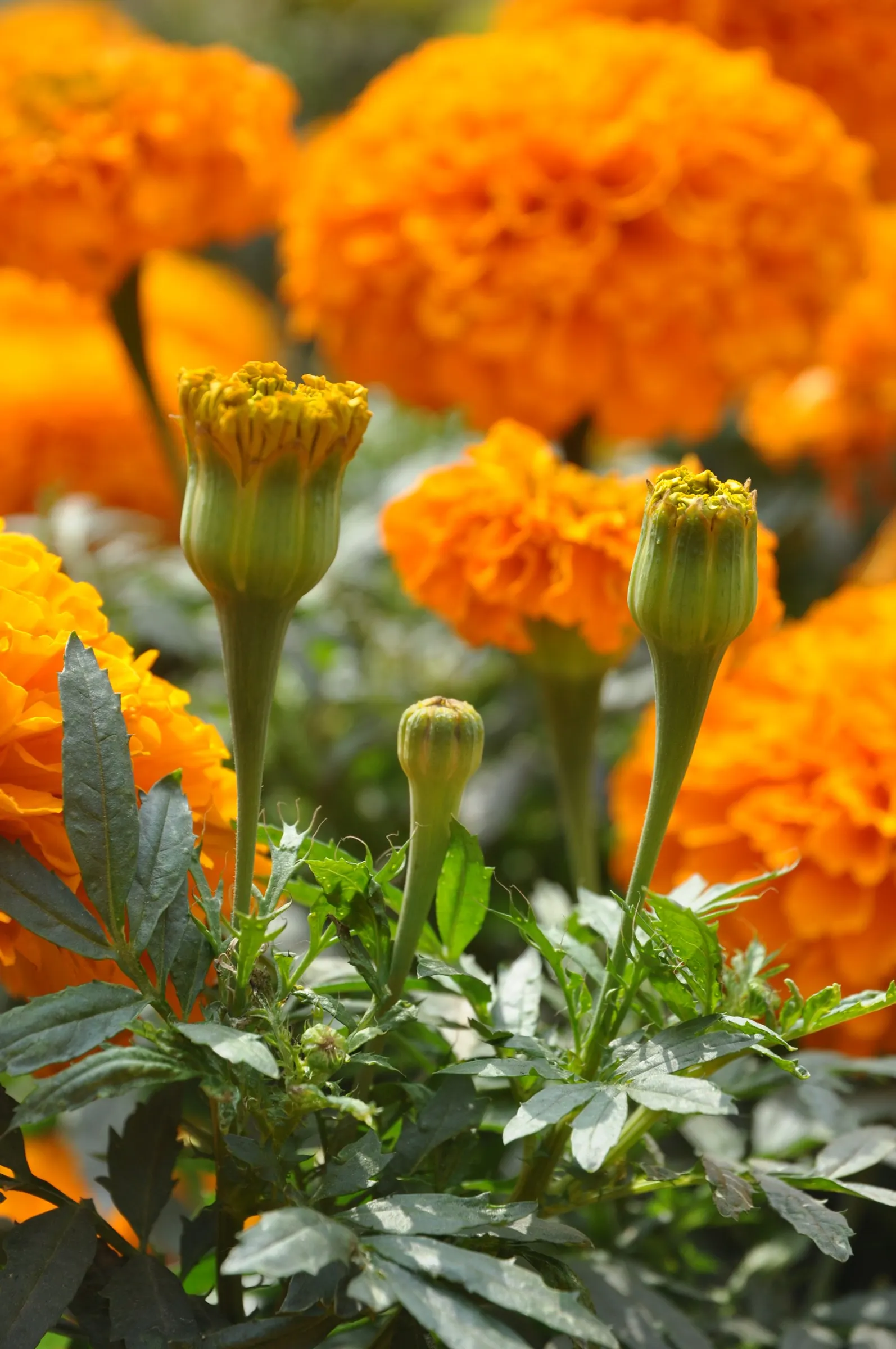 French Marigold (Tagetes Patula) — French Marigolds are known for their ability to deter certain pests and nematodes in the soil; annual with, image 86