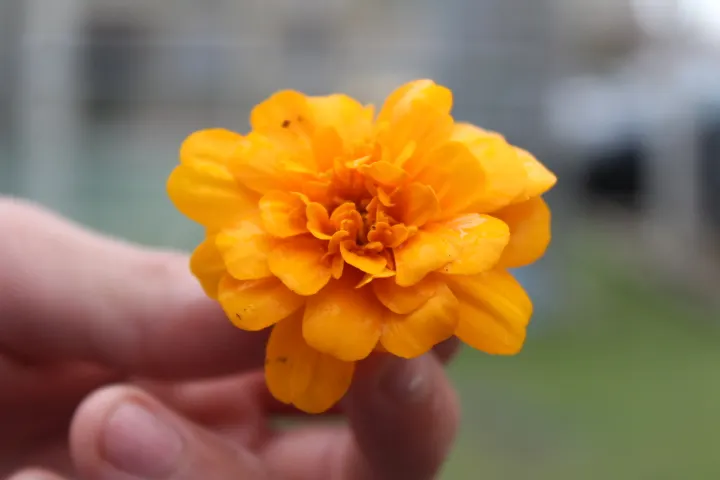French Marigold (Tagetes Patula) — They require full sun to thrive and prefer well-drained soil; or as a vibrant edging plant