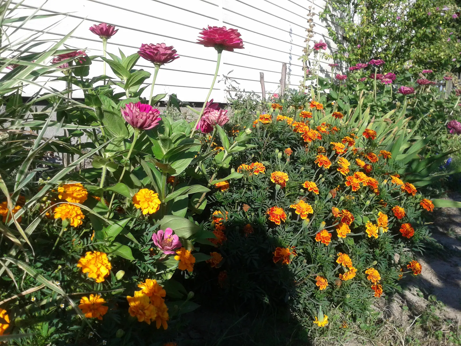 French Marigold (Tagetes Patula) — French Marigolds bloom profusely from early summer until the first frost; typically growing 6-12 inches tall, image 59