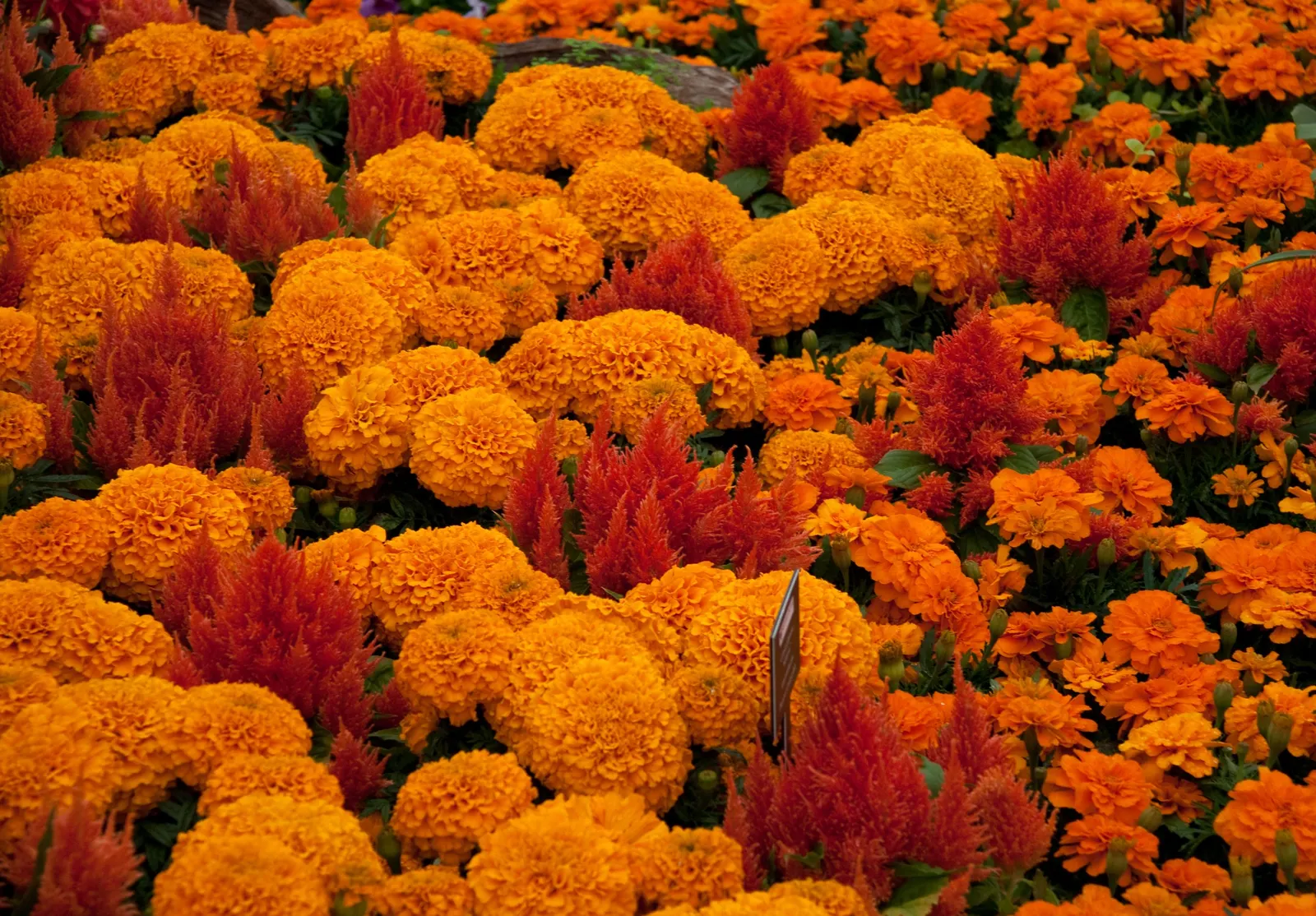 French Marigold (Tagetes Patula) — They require full sun to thrive and prefer well-drained soil; or as a vibrant edging plant, image 64