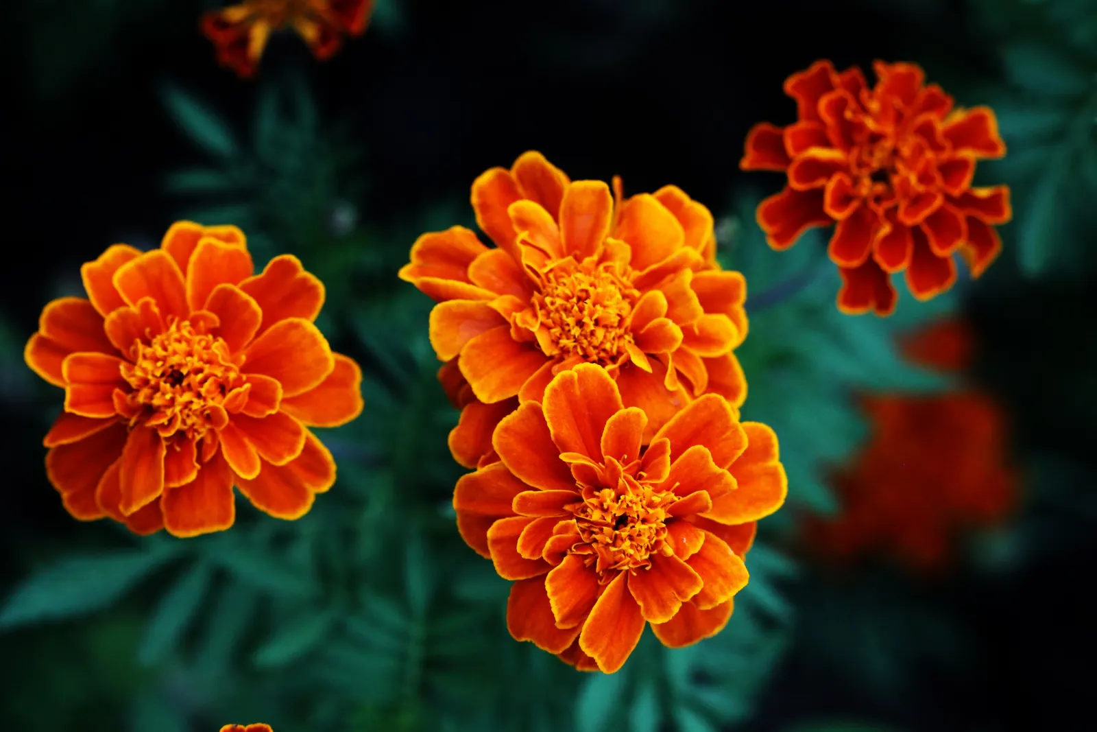 French Marigold (Tagetes Patula) — Ideal for borders and container displays, it also repels garden pests, benefiting nearby plants; this compact, image 77