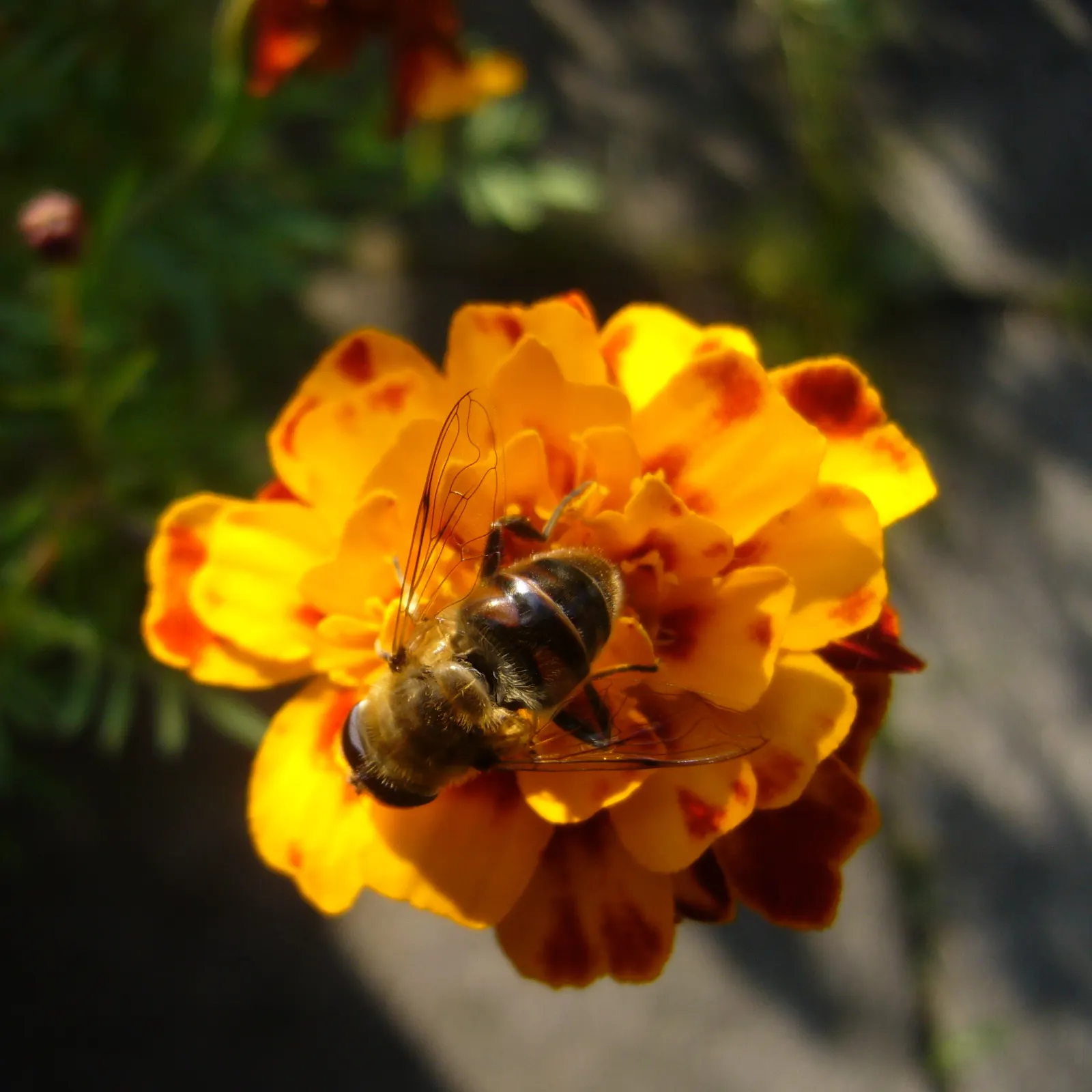 French Marigold (Tagetes Patula) — Growing to a height of 6 to 18 inches with an approximately equal spread; orange flowers in the garden