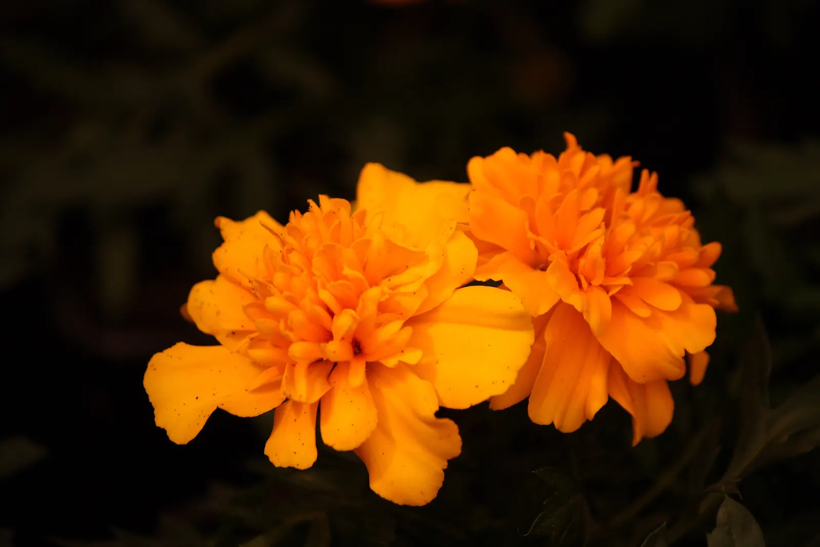 French Marigold (Tagetes Patula) — pinnate leaves measuring up to 3 inches long; adding a sustained pop of color to garden borders