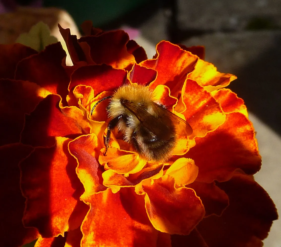 French Marigold (Tagetes Patula) — French Marigolds are known for their ability to deter certain pests and nematodes in the soil; annual with orange blooms