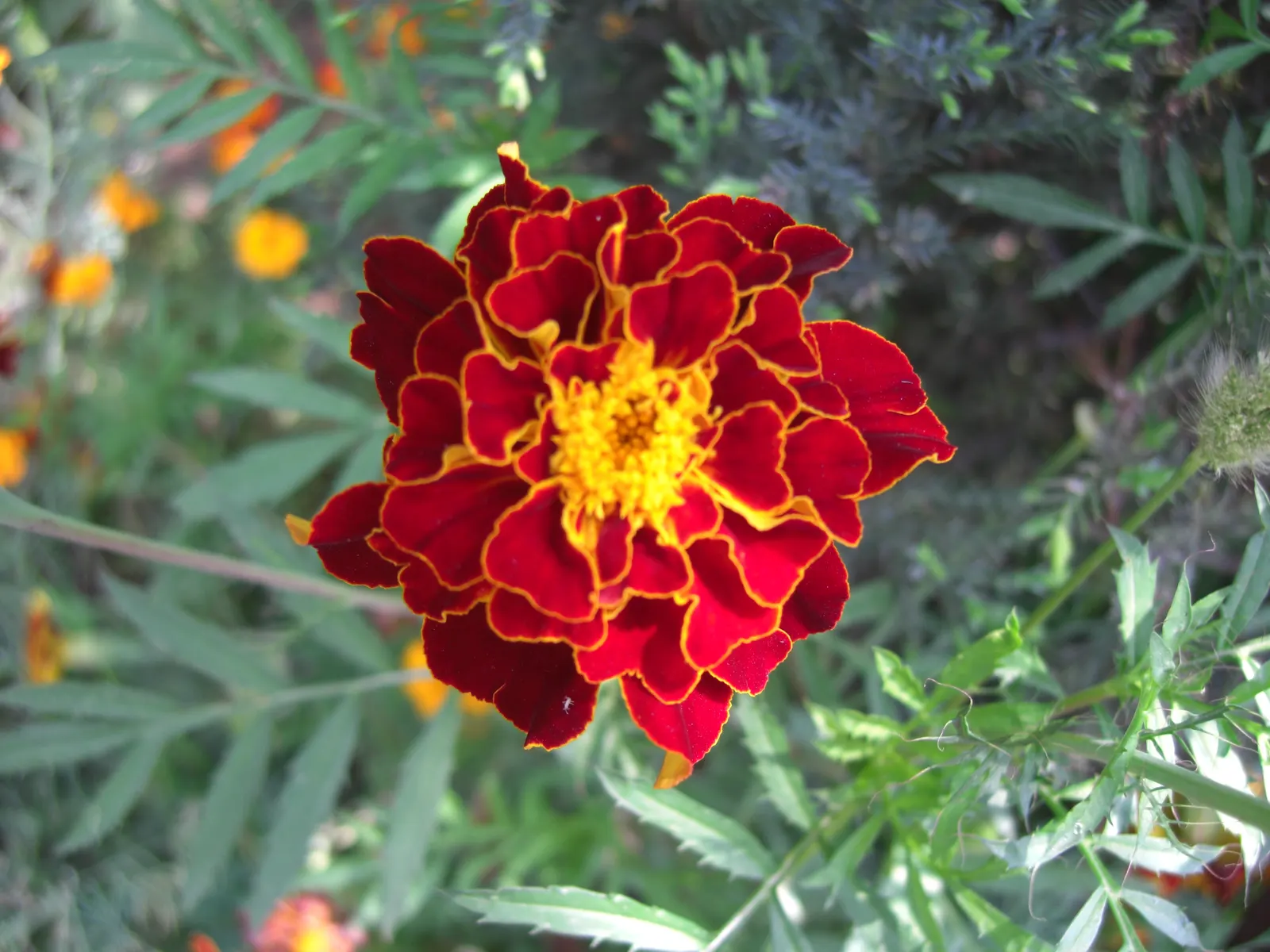 French Marigold (Tagetes Patula) — Growing to a height of 6 to 18 inches with an approximately equal spread