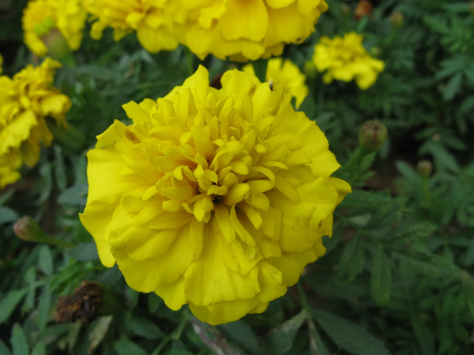 French Marigold (Tagetes Patula) — Ideal for borders and container displays, it also repels garden pests, benefiting nearby plants; this compact plant boasts