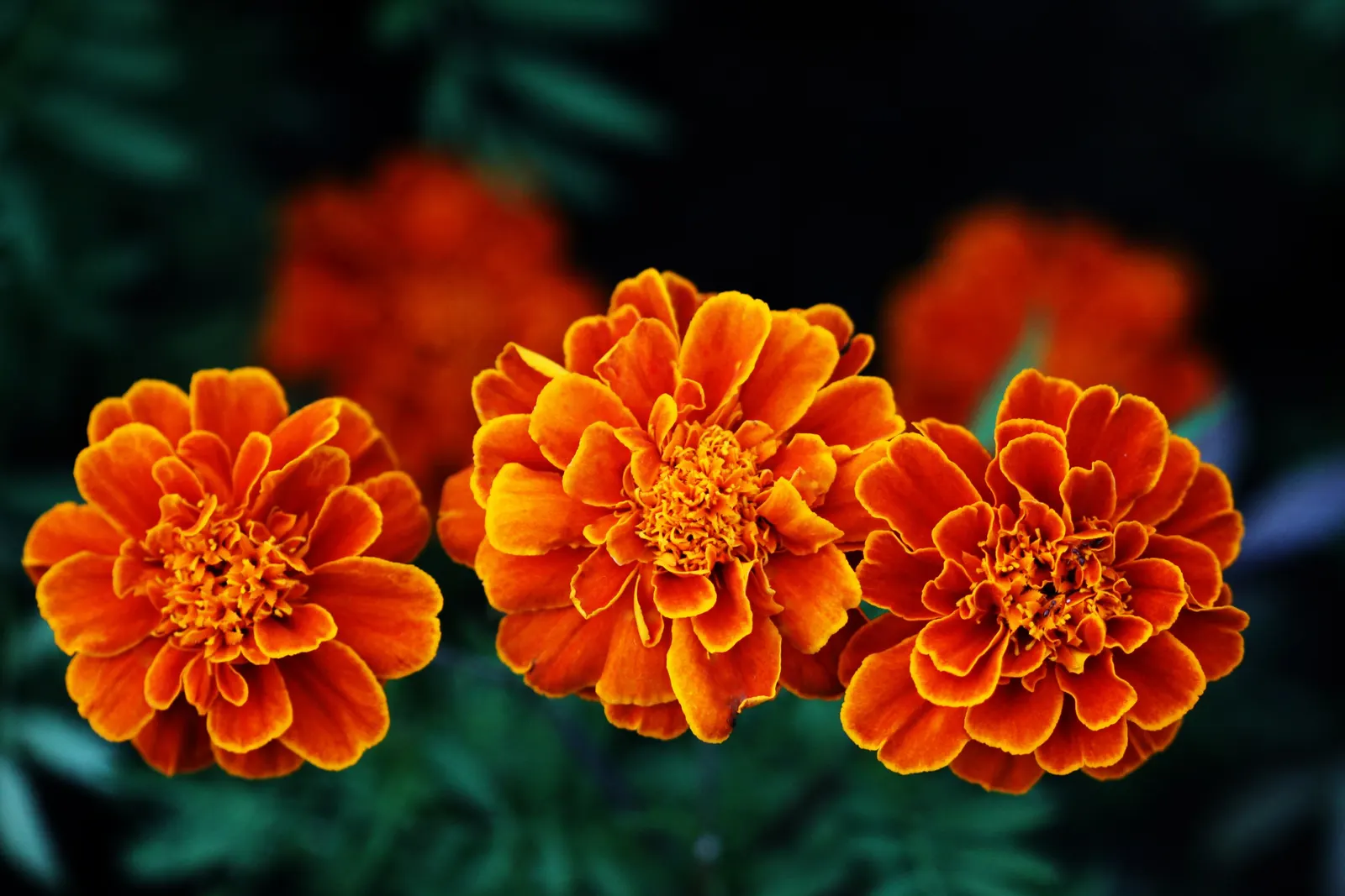 French Marigold (Tagetes Patula) — often displaying multiple colors in a single blossom; making them a low-maintenance option for a variety of, image 82