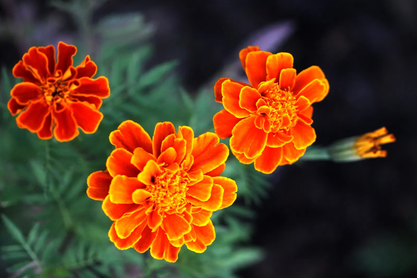 French Marigold (Tagetes Patula) — orange flowers in the garden; growing to a height of 6 to 18 inches with an approximately equal spread
