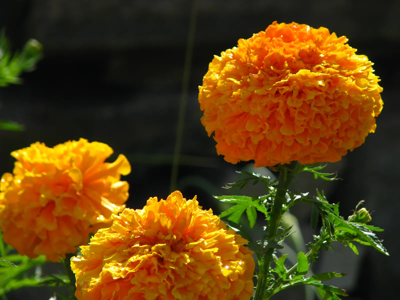 French Marigold (Tagetes Patula) — French Marigold (Tagetes patula) is a vibrant annual prized for its profuse flowering and easy care; hardy in, image 73
