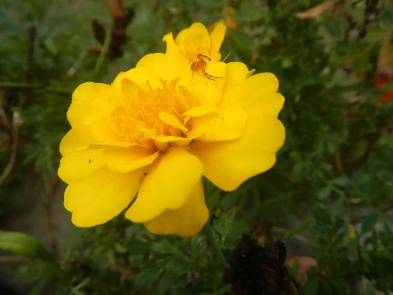 French Marigold (Tagetes Patula) — ensuring their garden remains a riot of color from spring through fall