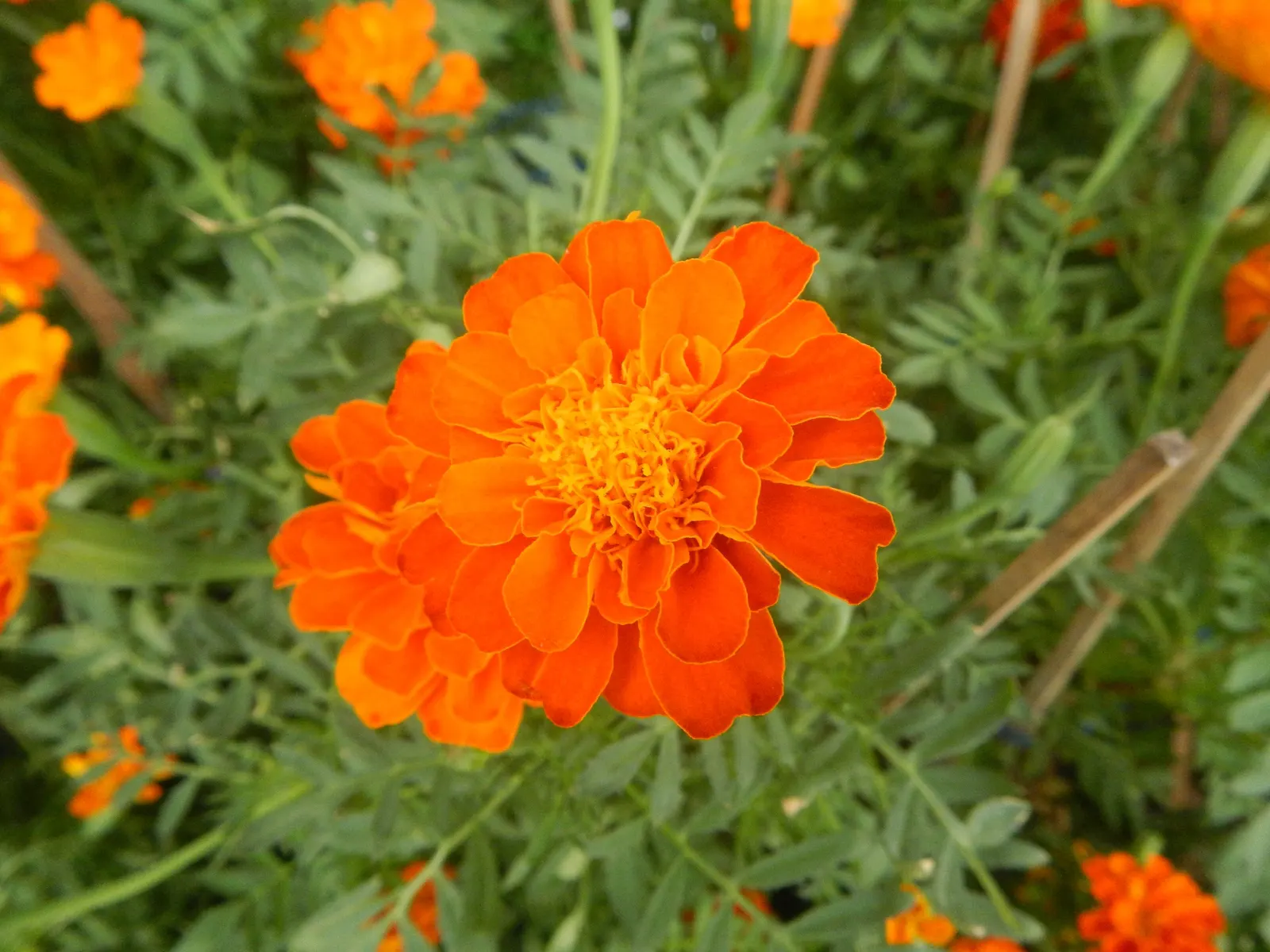 French Marigold (Tagetes Patula) — or as a vibrant edging plant; they require full sun to thrive and prefer well-drained soil, image 61