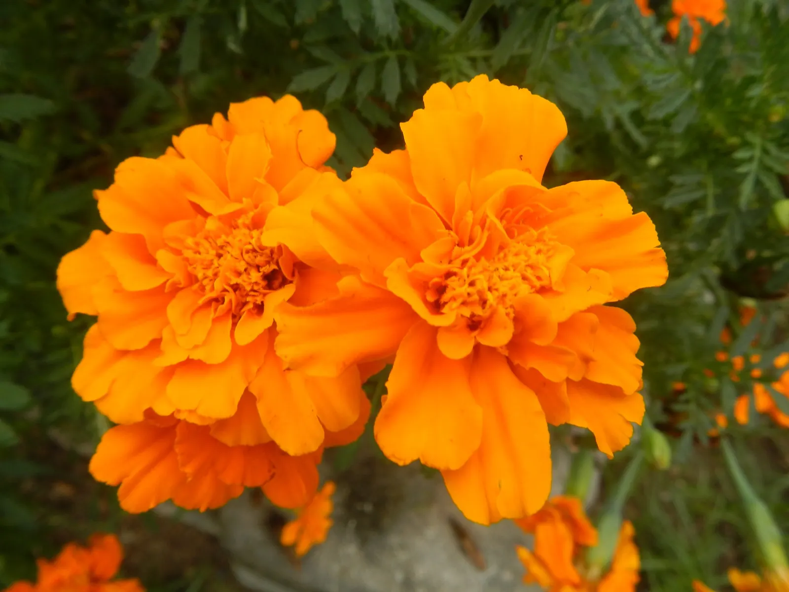 French Marigold (Tagetes Patula) — it features distinctive bi-colored petals in shades of yellow; these marigolds are relatively drought-tolerant once
