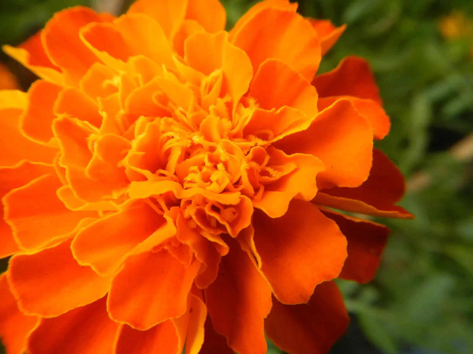 French Marigold (Tagetes Patula) — this compact plant boasts lush; ideal for borders and container displays, it also repels garden pests, image 80