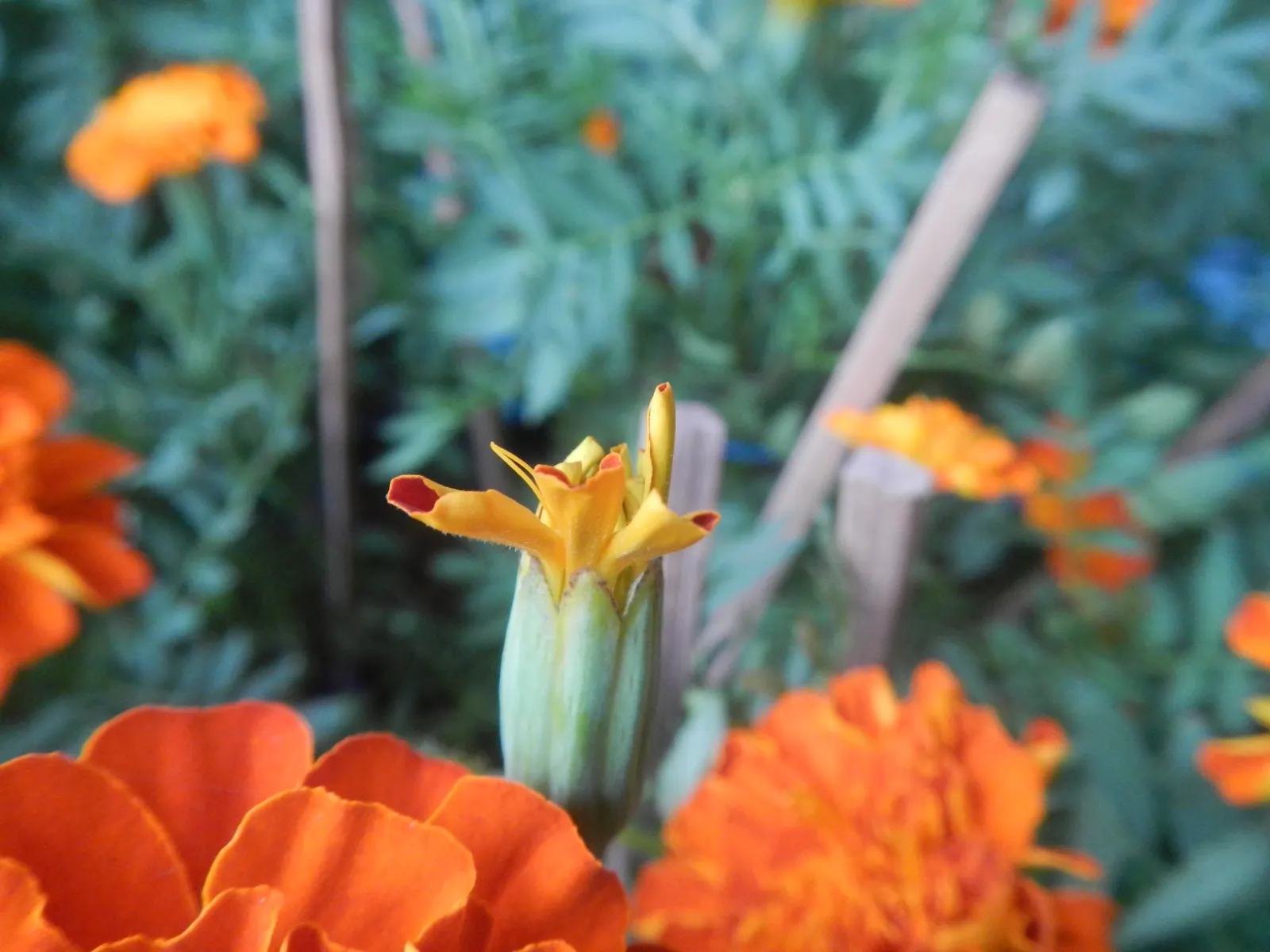 French Marigold (Tagetes Patula) — it features distinctive bi-colored petals in shades of yellow; these marigolds are relatively drought-tolerant, image 51