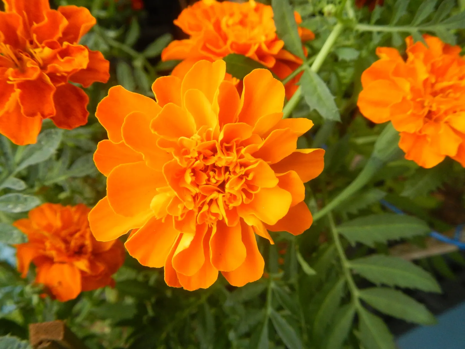 French Marigold (Tagetes Patula) — it features distinctive bi-colored petals in shades of yellow; these marigolds are relatively drought-tolerant, image 75