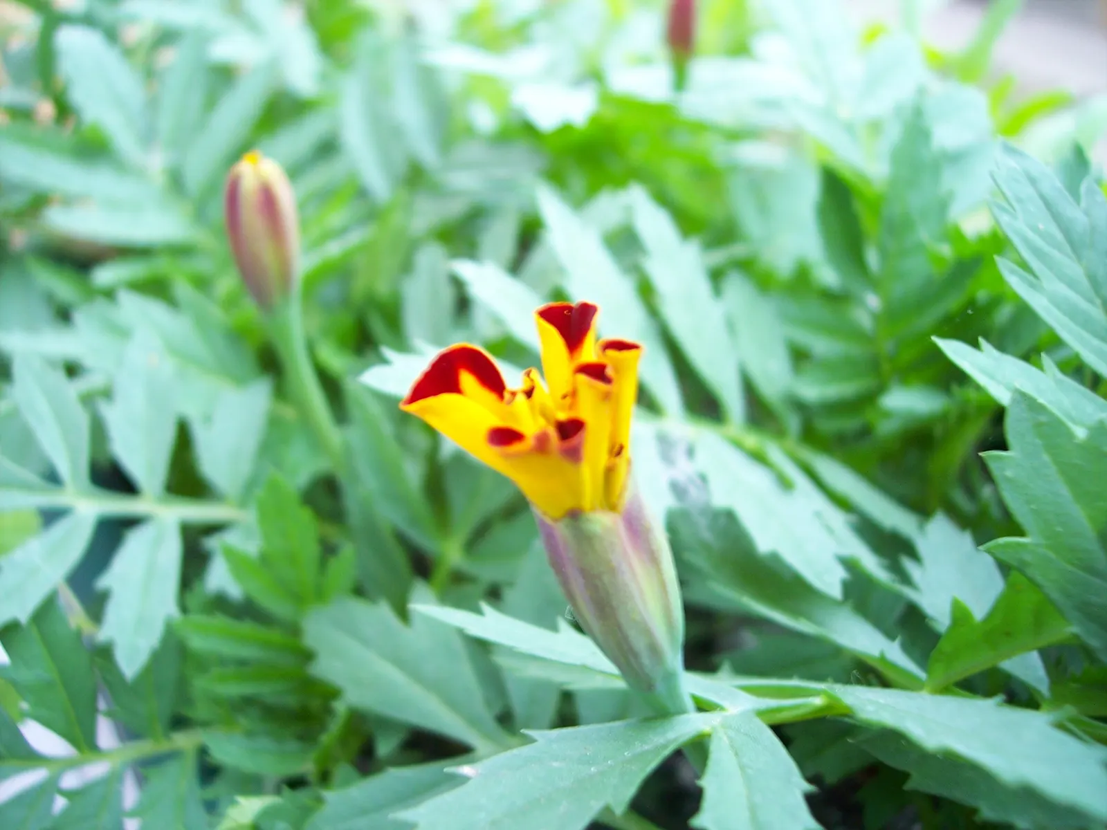 French Marigold (Tagetes Patula) — emphasize that deadheading spent flowers can encourage more robust blooming throughout the season; with moderate water needs