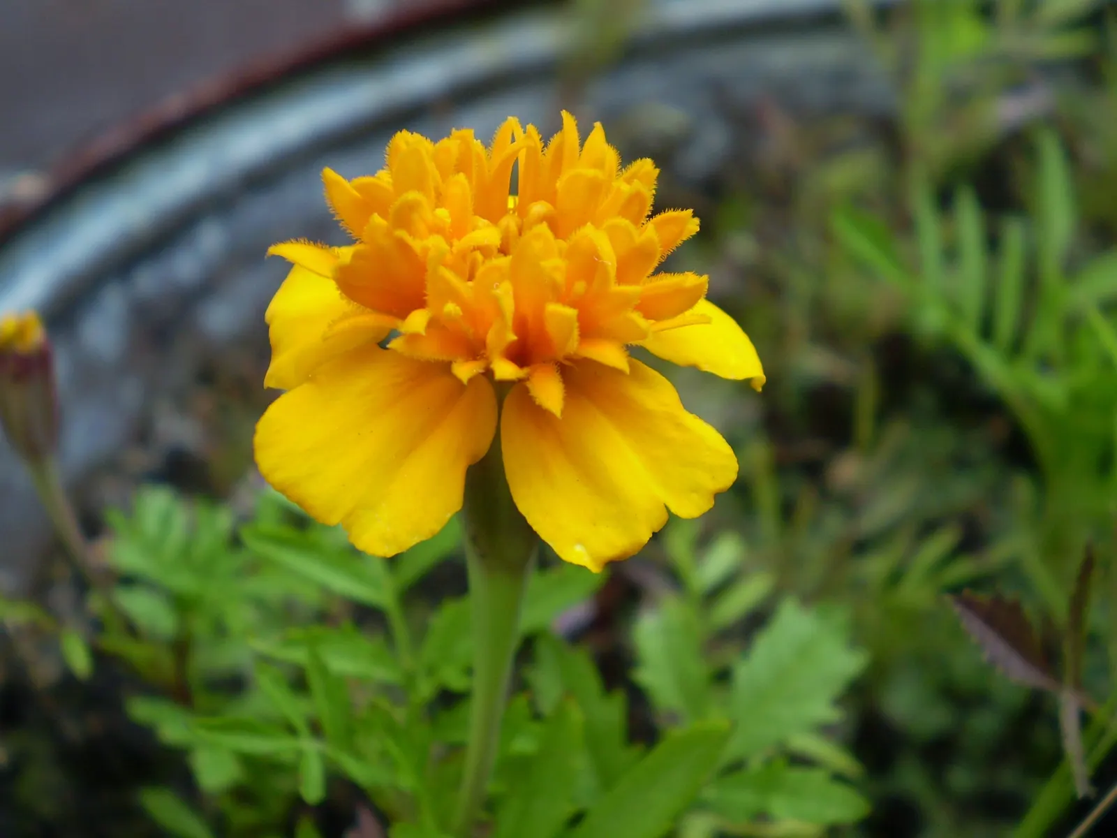 French Marigold (Tagetes Patula) — adding a sustained pop of color to garden borders; pinnate leaves measuring up to 3 inches long, image 60
