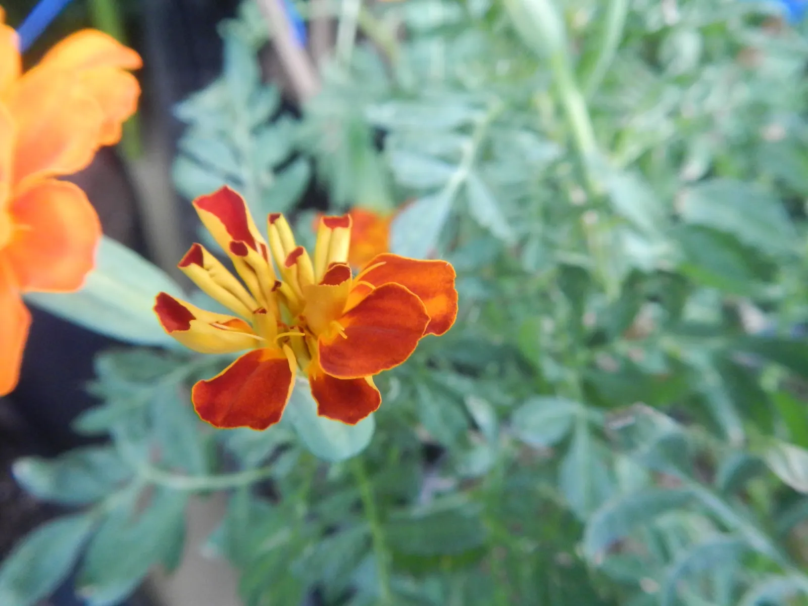 French Marigold (Tagetes Patula) — With moderate water needs; emphasize that deadheading spent flowers can encourage more robust blooming, image 65