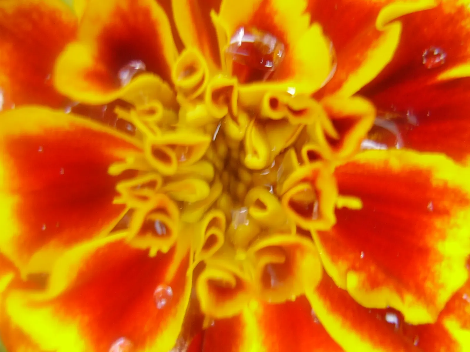 French Marigold (Tagetes Patula) — With moderate water needs; emphasize that deadheading spent flowers can encourage more robust blooming throughout the season