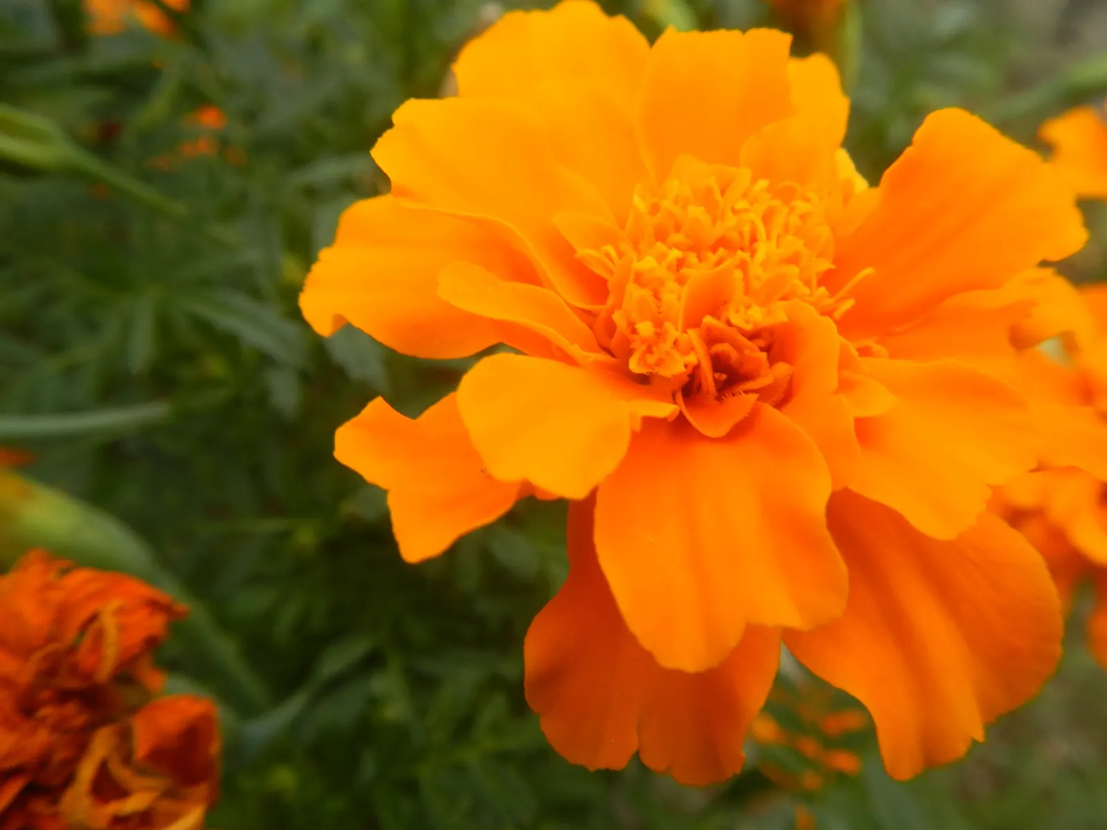 French Marigold (Tagetes Patula) — making them an excellent companion plant for vegetables and other ornamentals; scientifically known as Tagetes, image 87