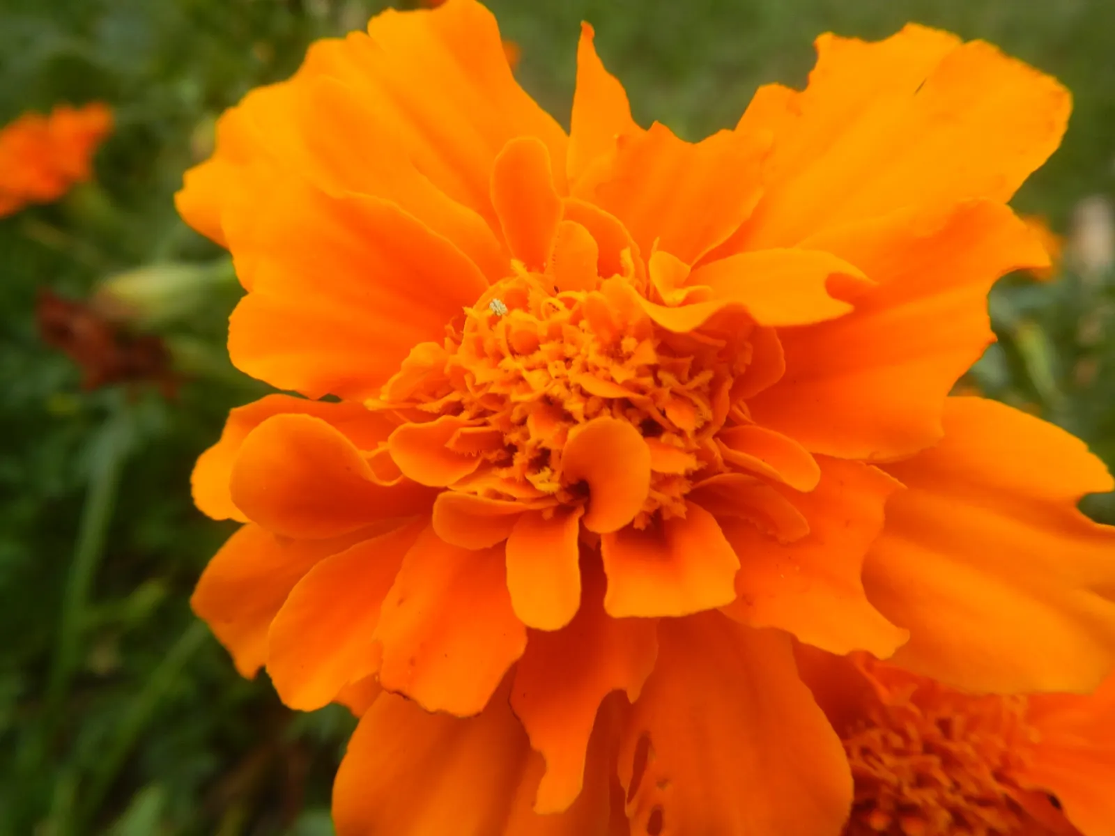 French Marigold (Tagetes Patula) — Hardy in most soils, it thrives in full sun, with adequate moisture; french Marigold (Tagetes patula) is a, image 52