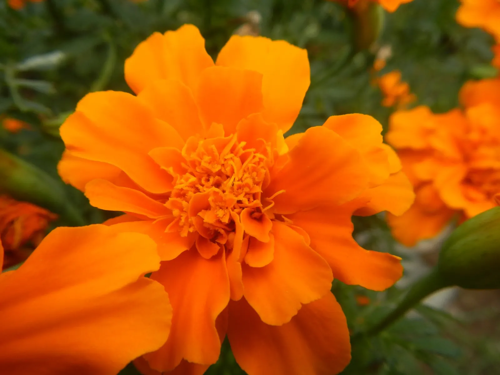French Marigold (Tagetes Patula) — making them an excellent companion plant for vegetables and other ornamentals