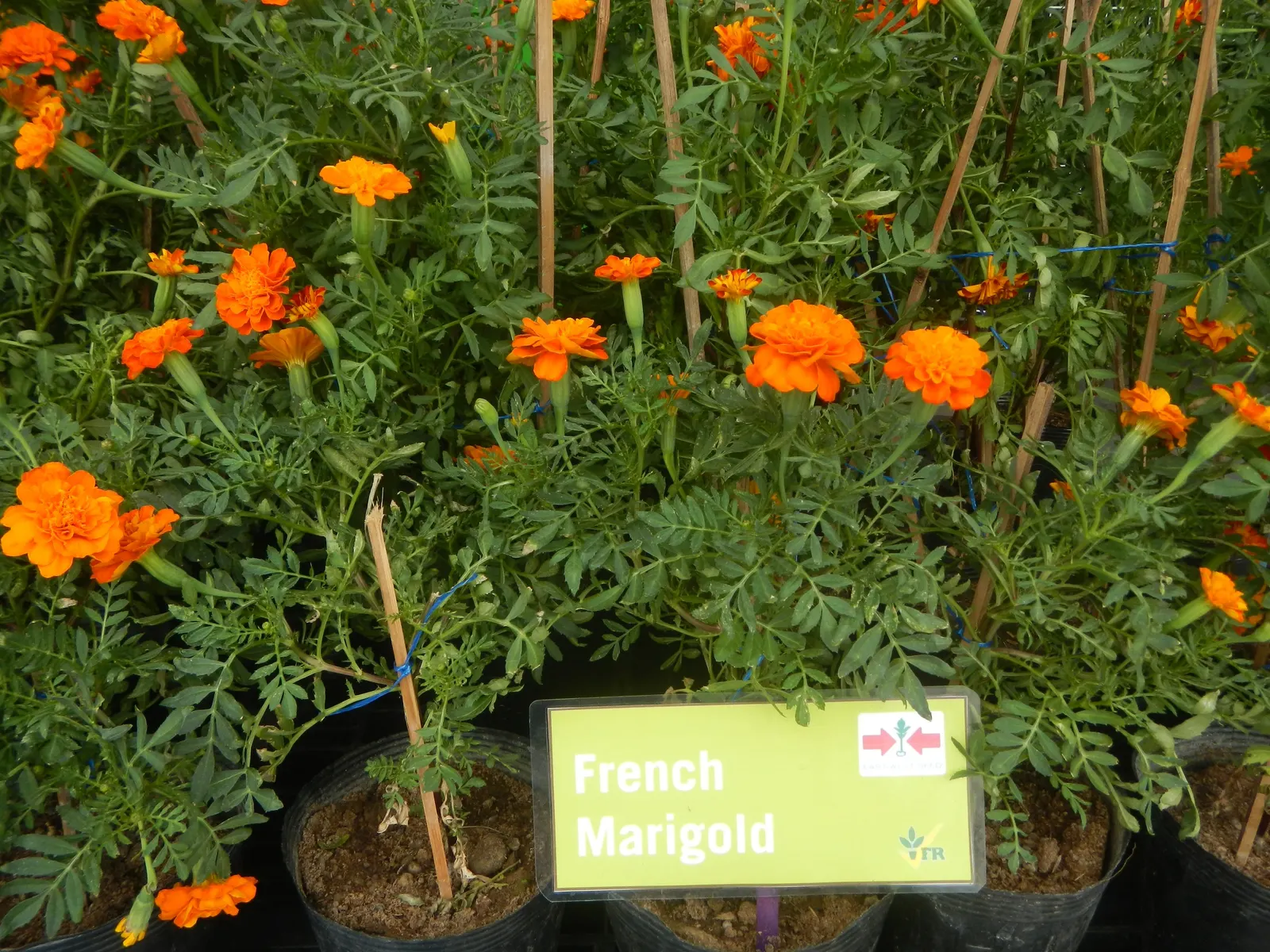 French Marigold (Tagetes Patula) — Ideal for borders and container displays, it also repels garden pests, benefiting nearby plants; this compact, image 101