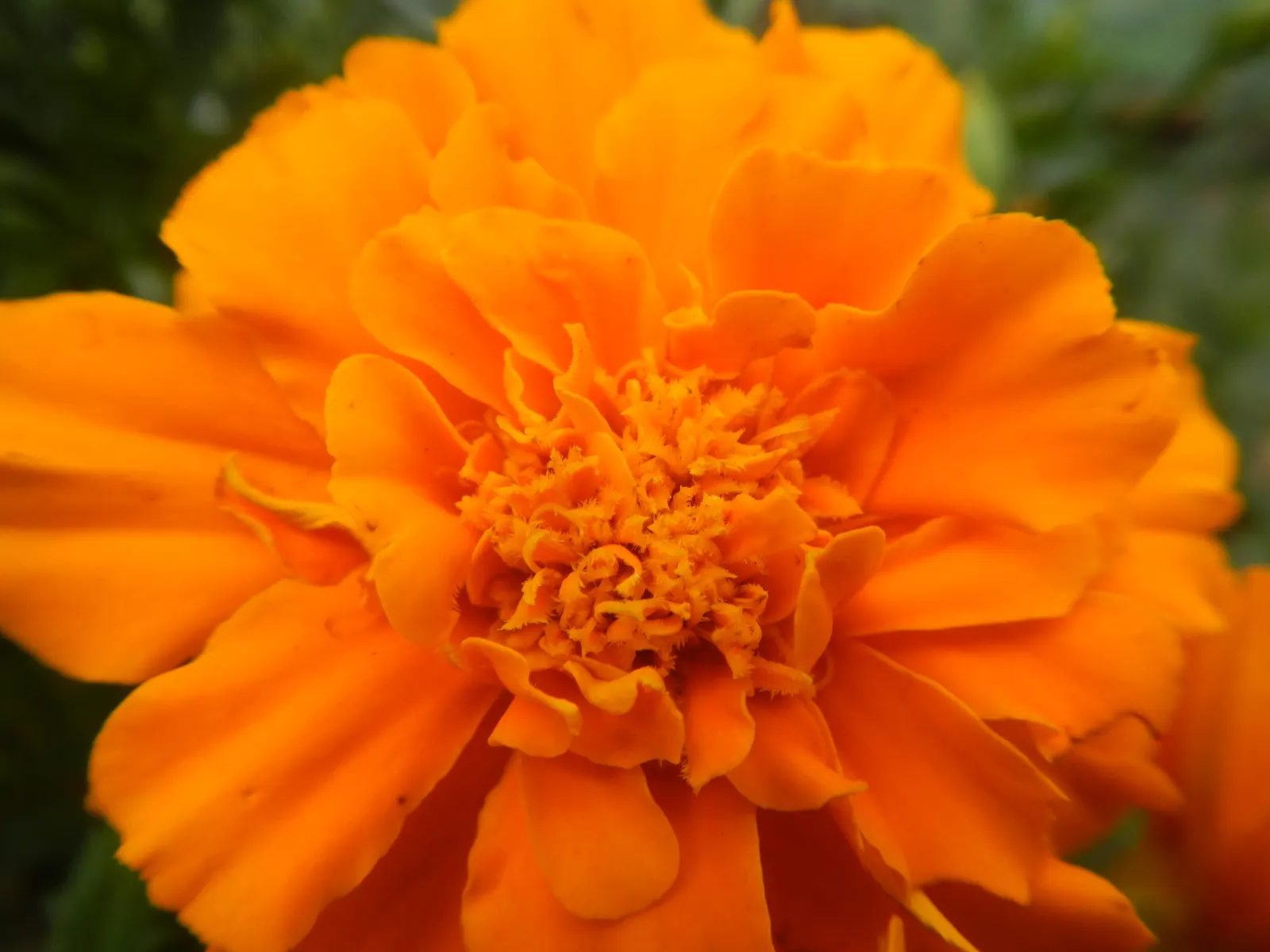 French Marigold (Tagetes Patula) — adding a sustained pop of color to garden borders